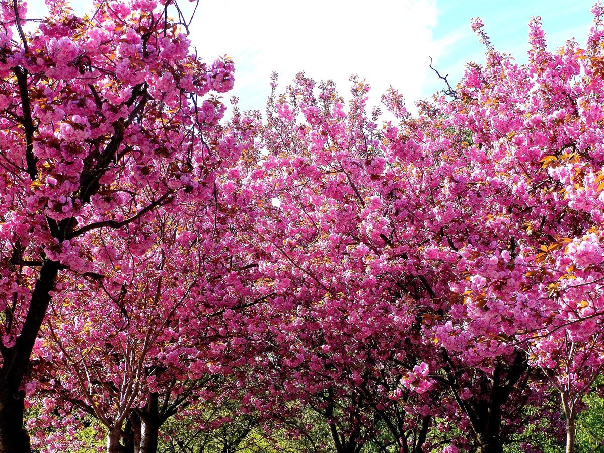 Какие деревья цветут в апреле. Цветущие деревья в апреле. Апрель цветение деревьев. Что цветет в апреле. Цветущие плодовые деревья в марте.
