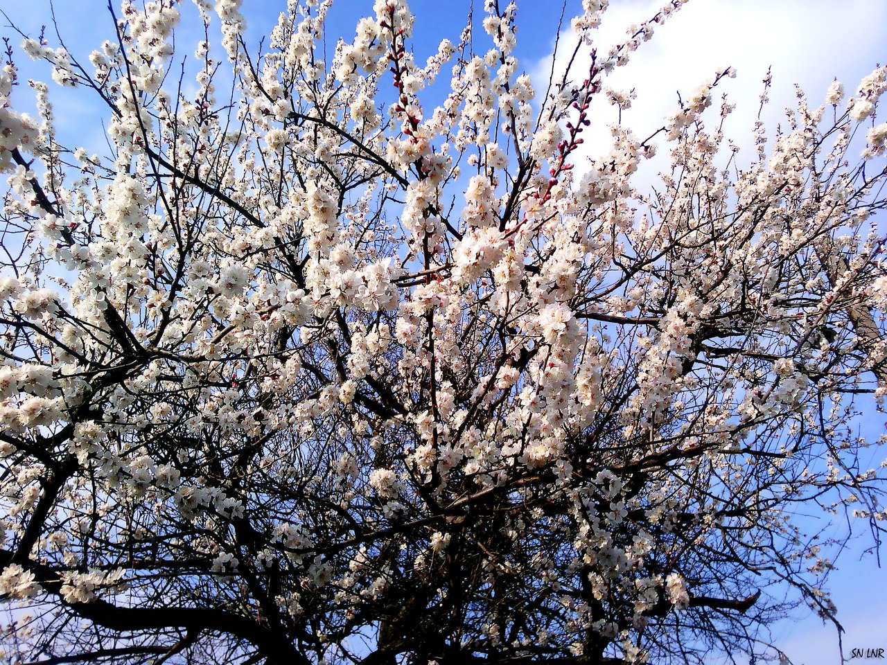 Какие деревья цветут в апреле. Цветущие деревья в апреле. Что цветет в апреле. Деревья которые цветут в апреле. Что цветет в апреле деревья.