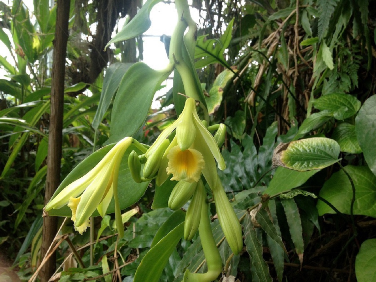 Vanilla plants. Орхидея Ванилла планифолия. Орхидея ваниль плосколистная. Ваниль плосколистная (Vanilla planifolia).