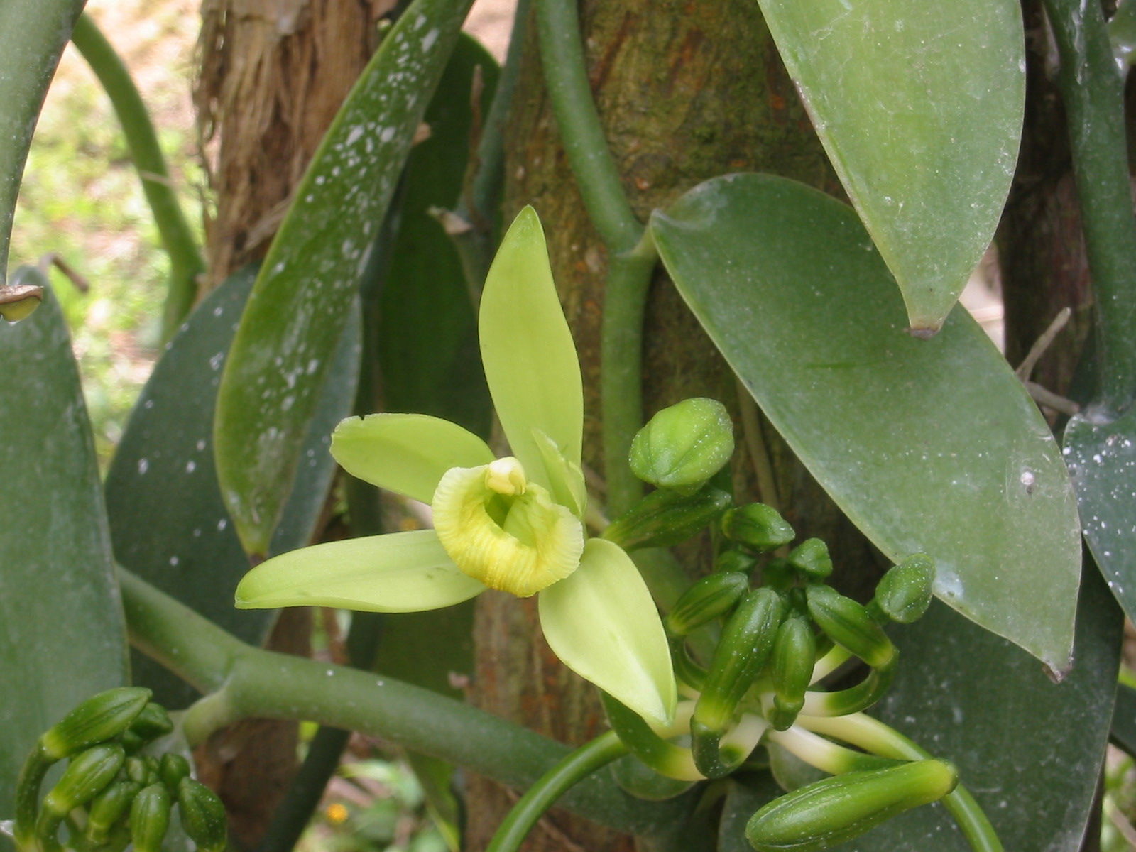 Vanilla plants. Орхидея Ванилла планифолия. Орхидея ваниль плосколистная. Орхидея ваниль вариегатная. Орхидея ваниль планифолия.