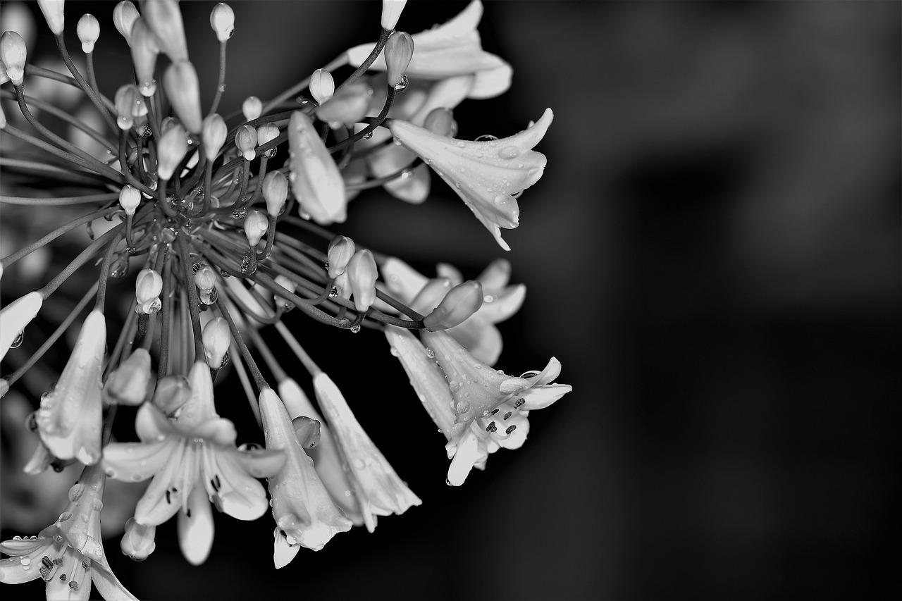 лилия черно белое фото