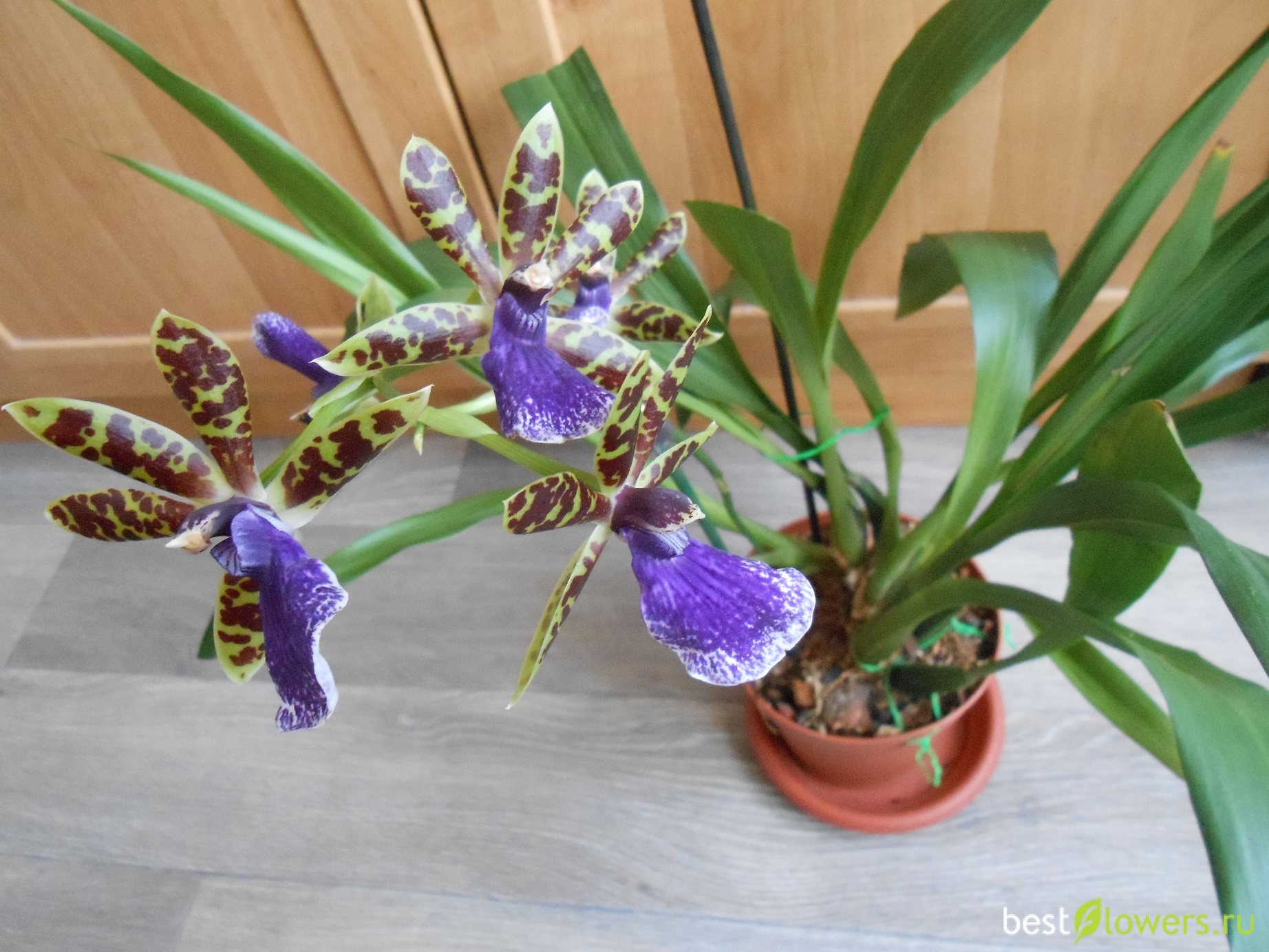 Орхидея зигопеталум корни