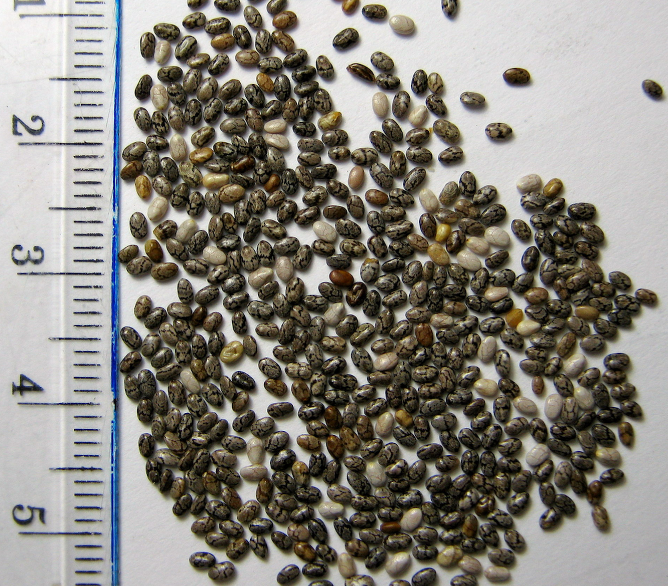 Salvia Divinorum семена. Сальвия шалфей семена. Сальвия Divinorum семена. Семена сорных растений Вика.