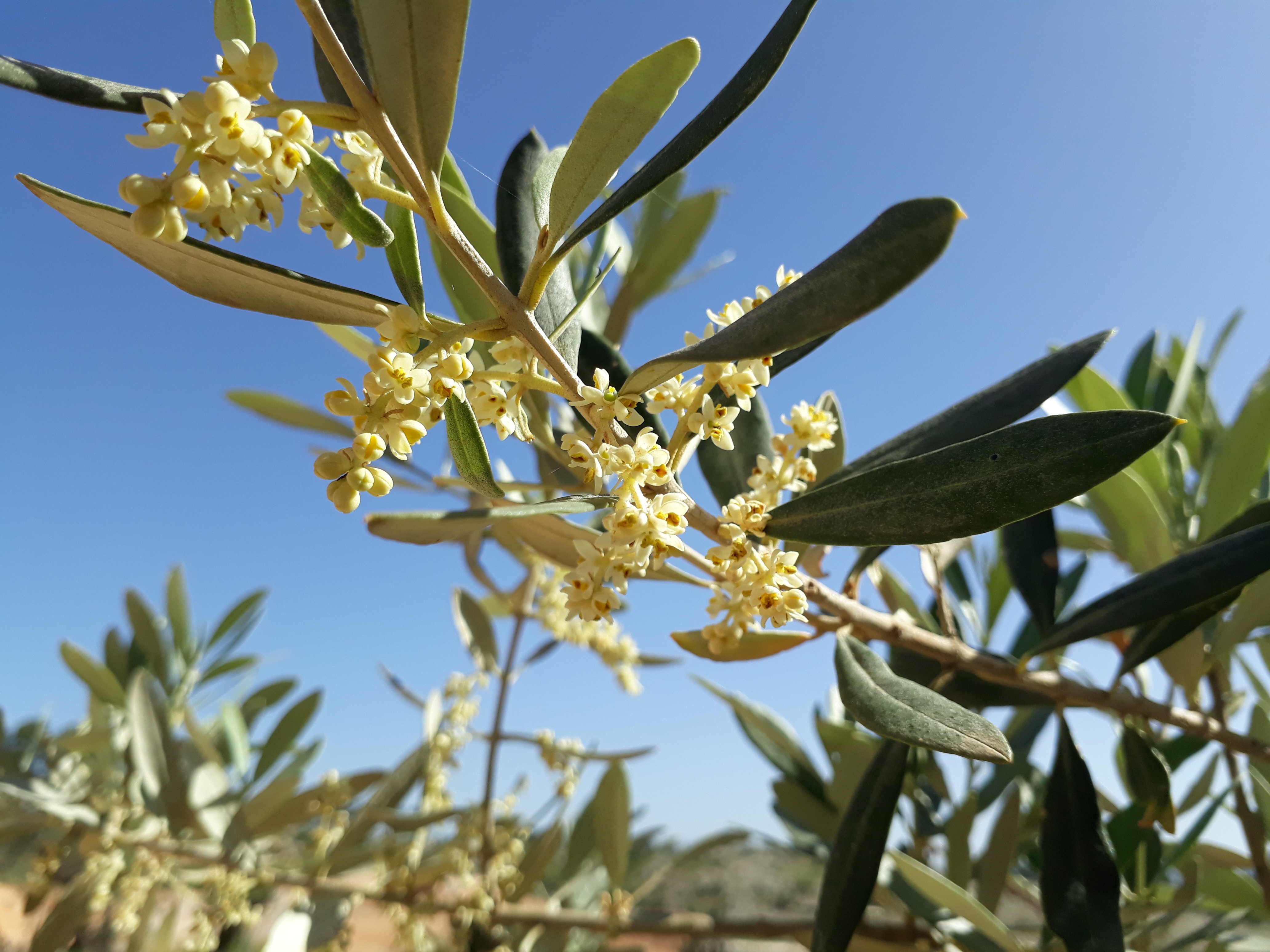 Цветы Оливкового Дерева