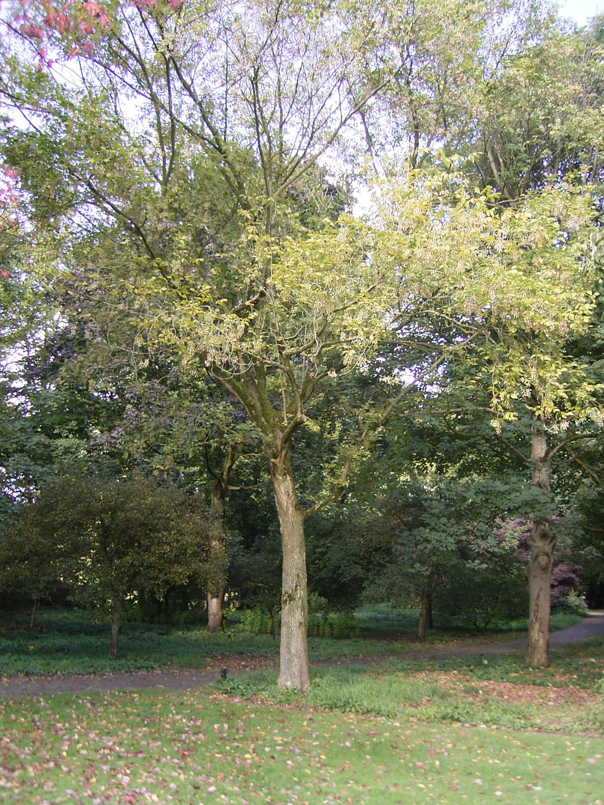 Клен ясенелистный дерево