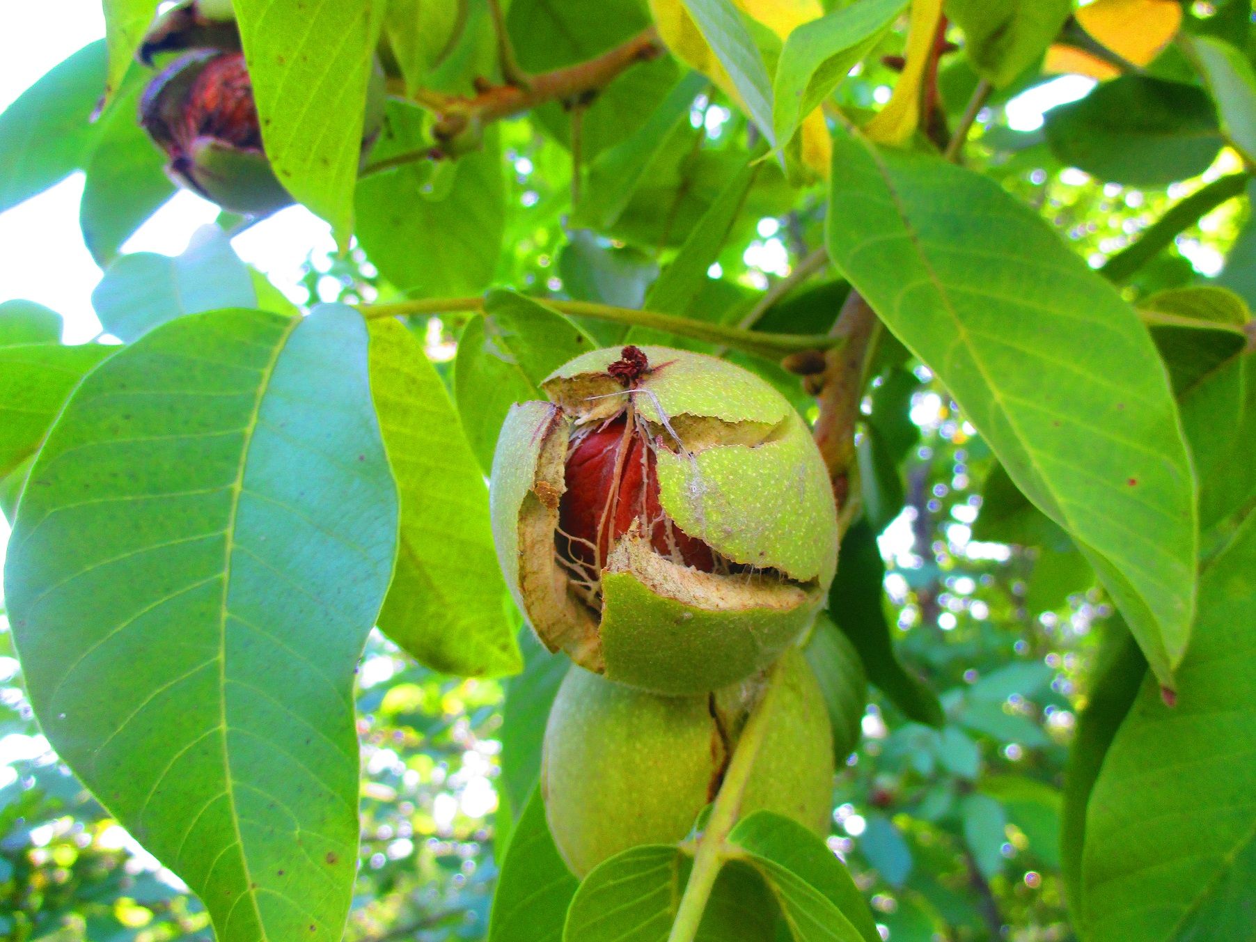 Грецкий орех дерево цветет фото