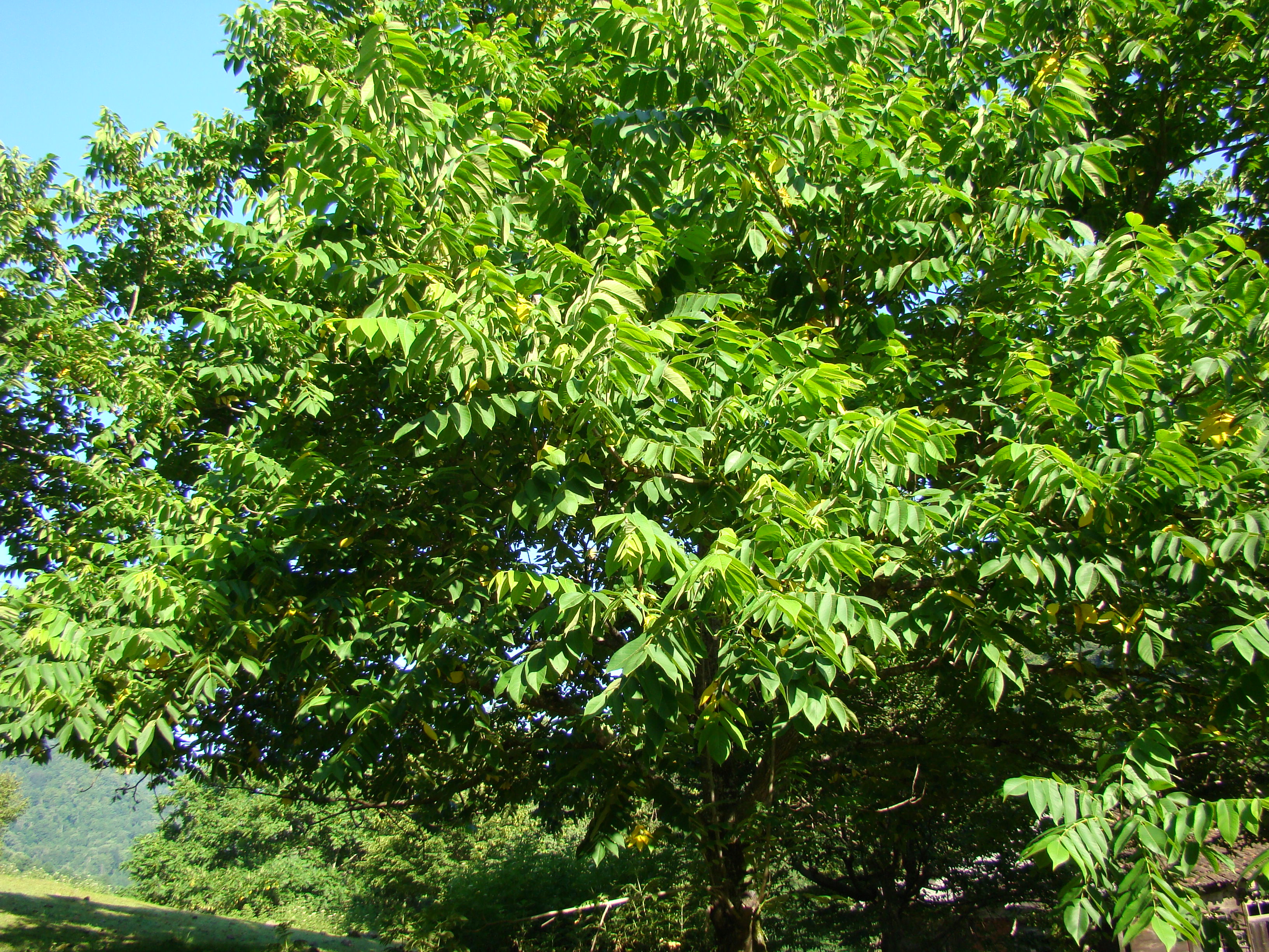 Ореховые деревья фото и названия