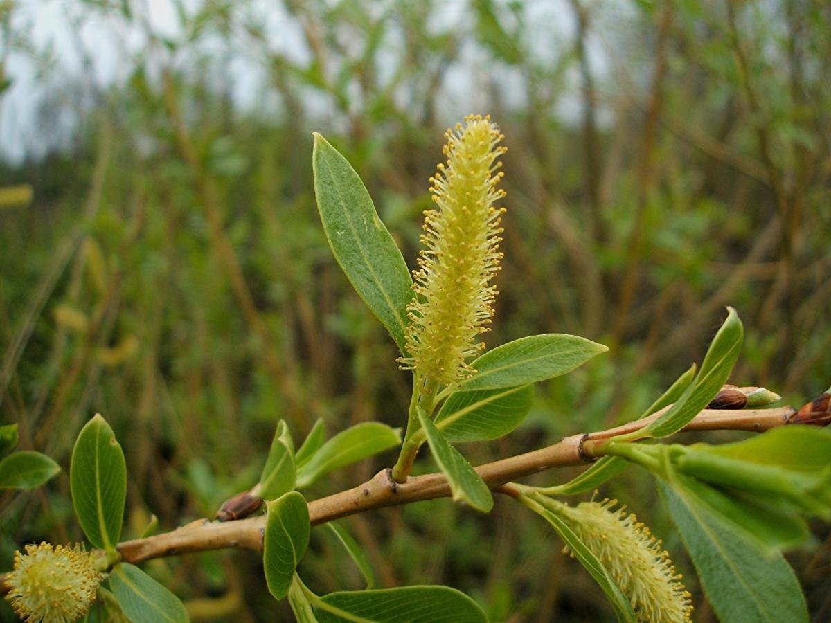 Ива бредина (Salix caprea)