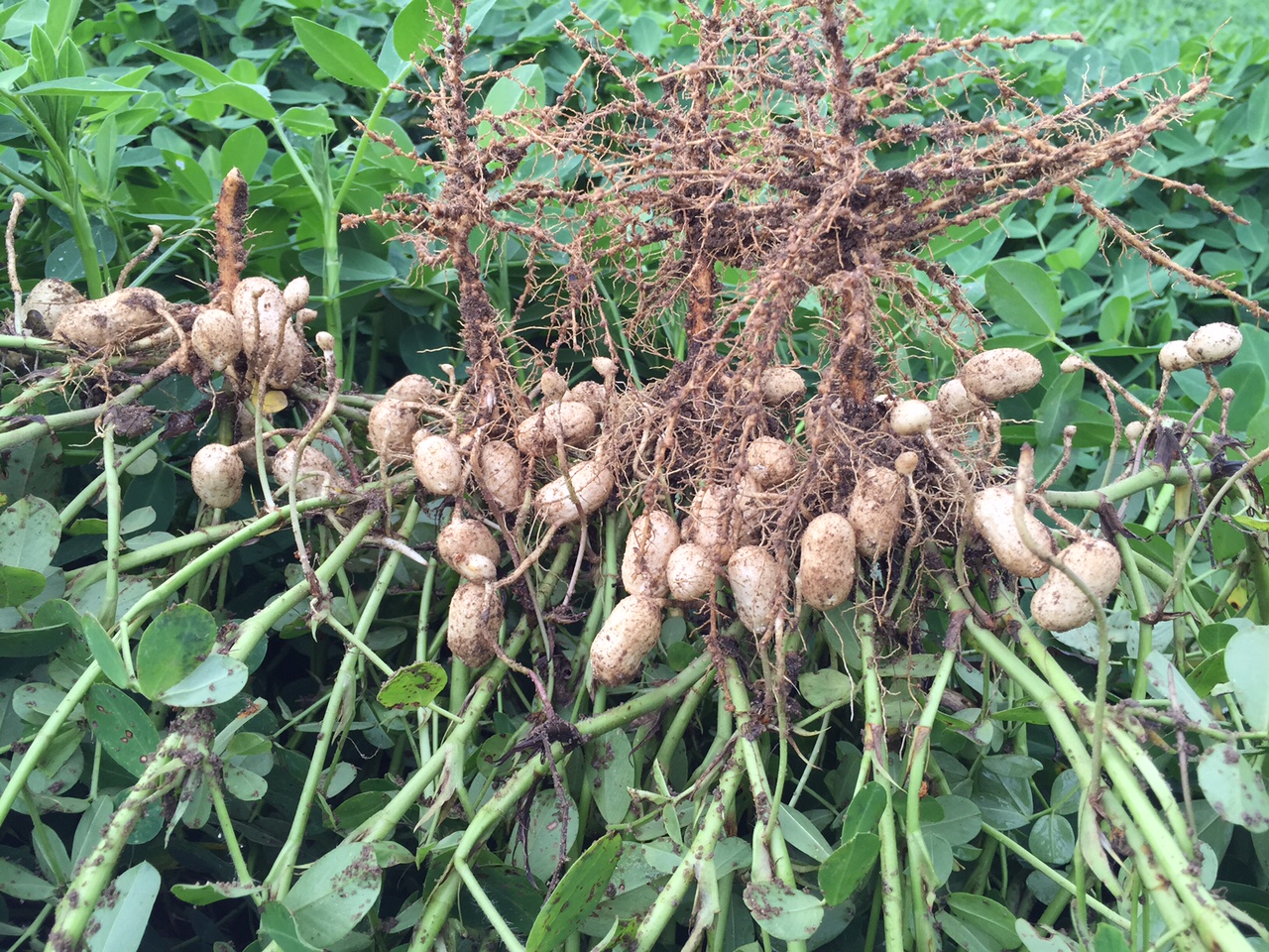 Как растет орех арахис фото