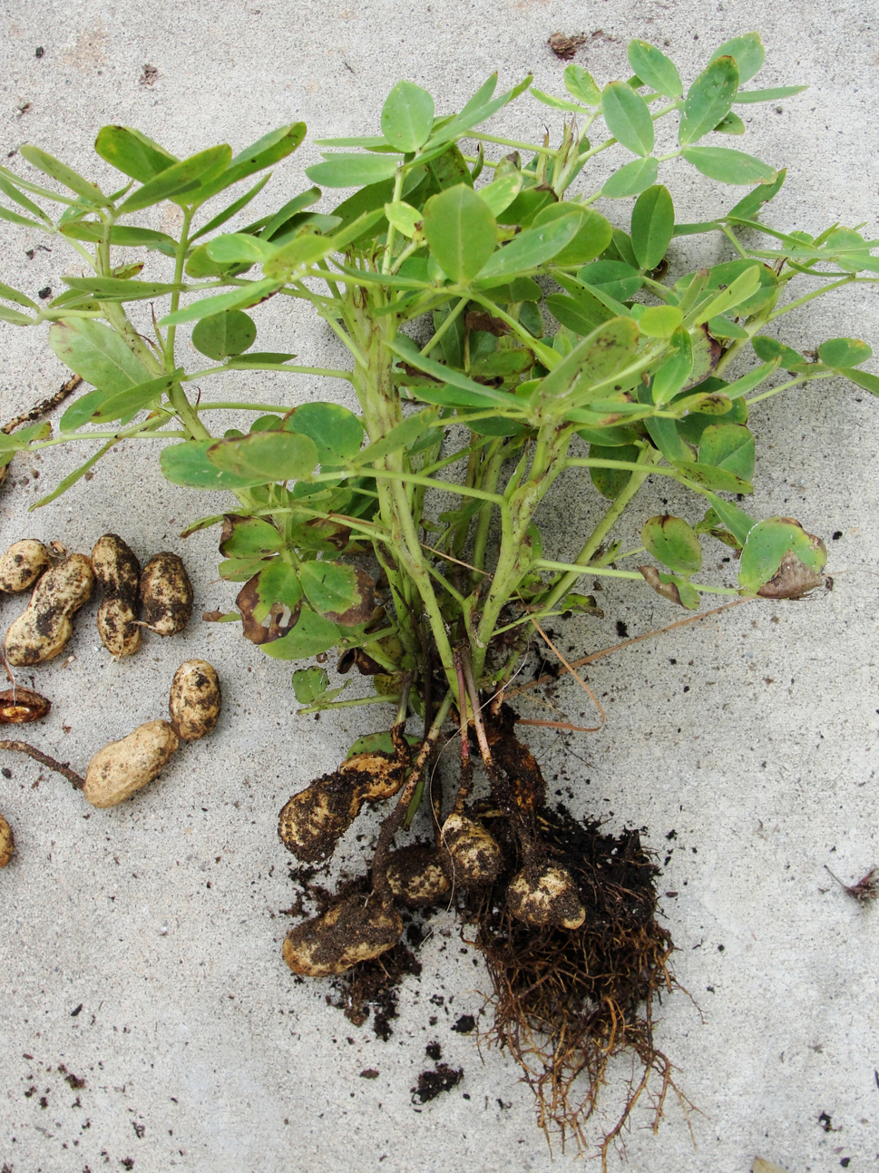 Как растет арахис в природе фото где растет