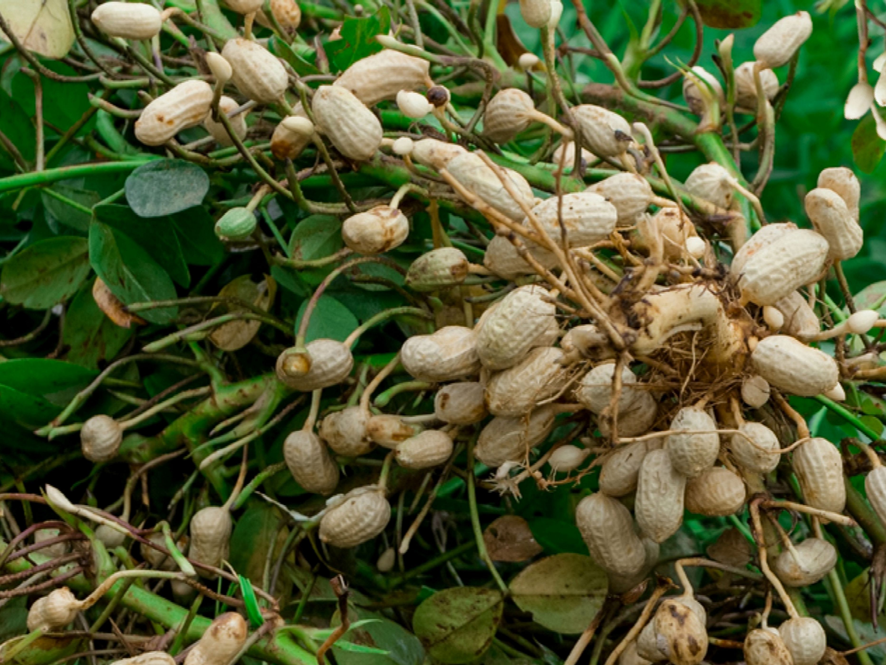 Как растет орех арахис фото