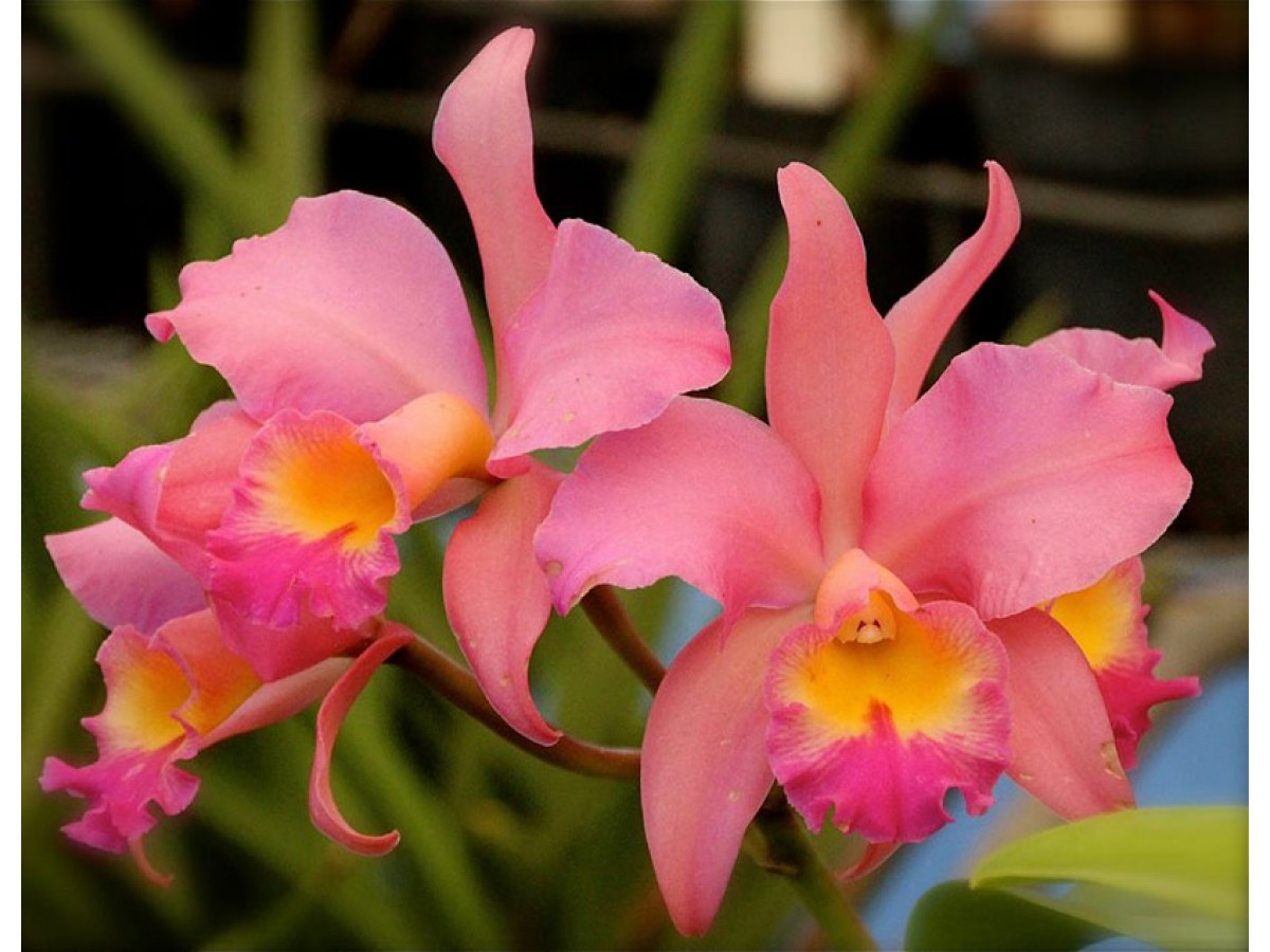 каттлея цветок род орхидей фото