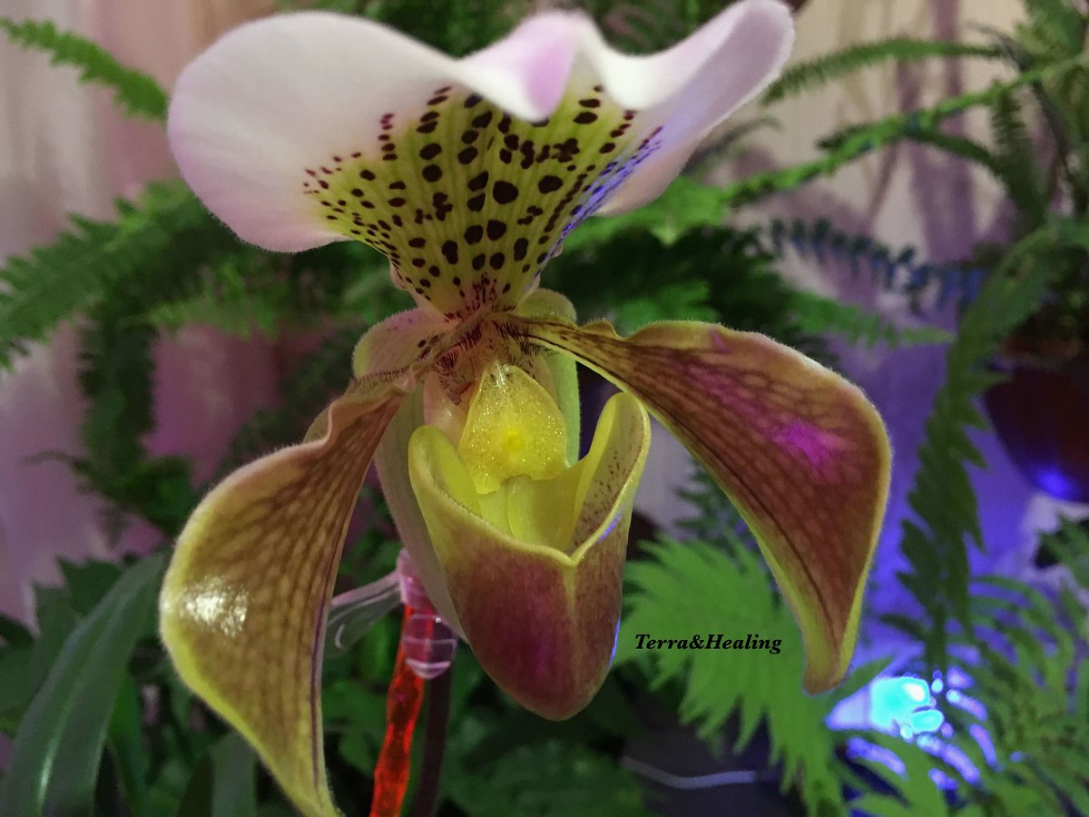 Орхидея Пафиопедилум Леанум