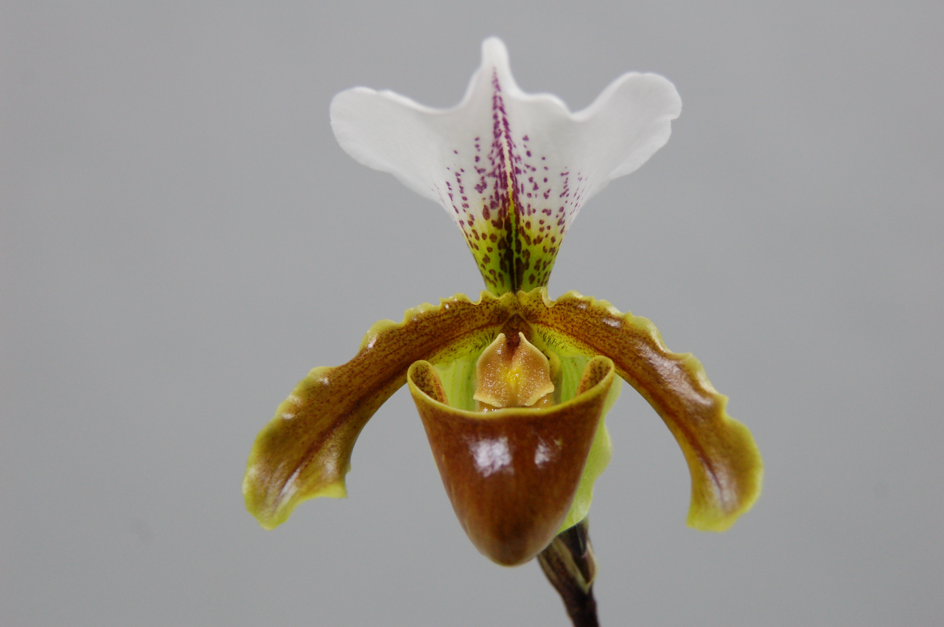 Орхидея Пафиопедилум Леанум