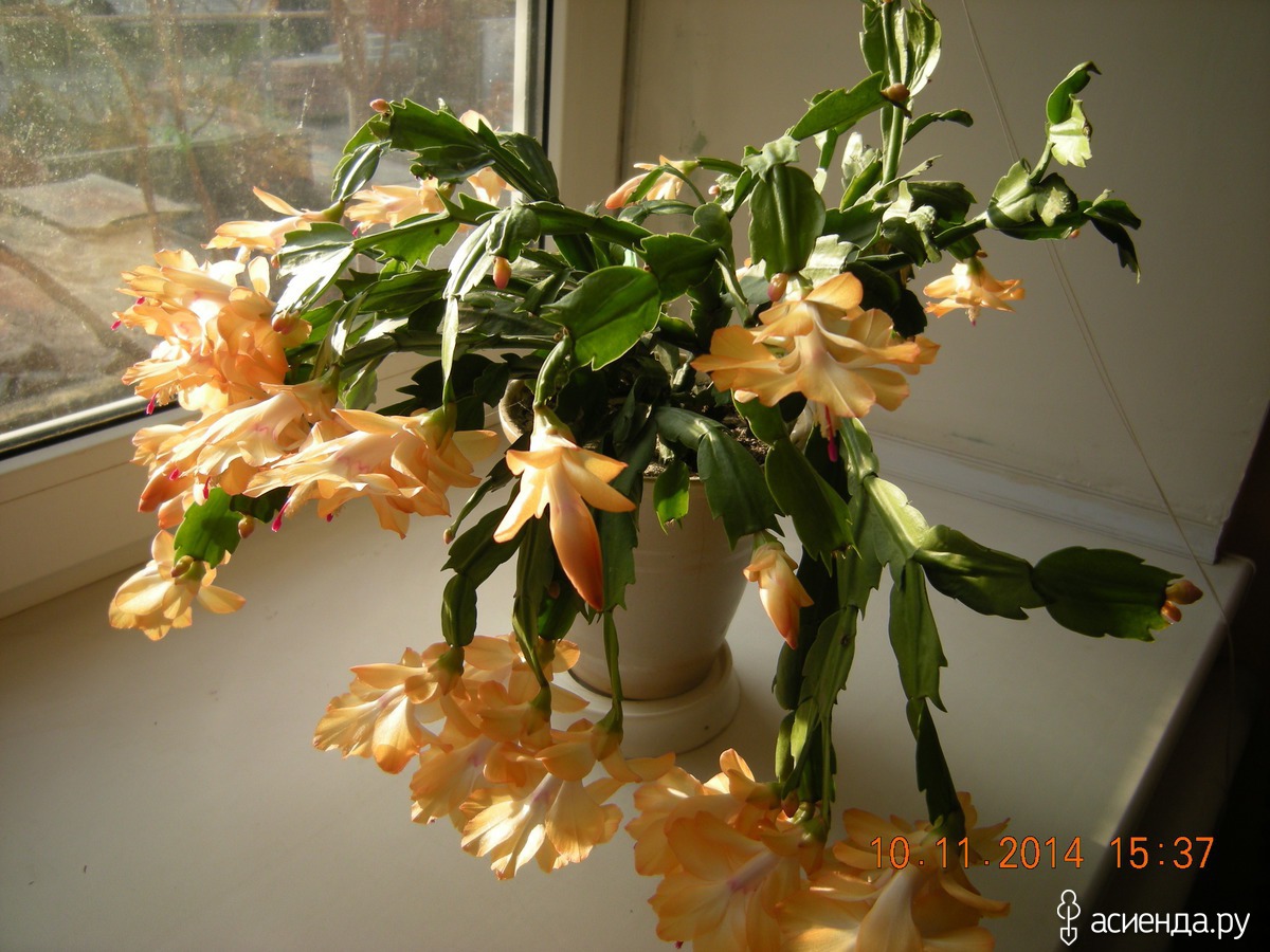 цветы декабрист фото уход в домашних