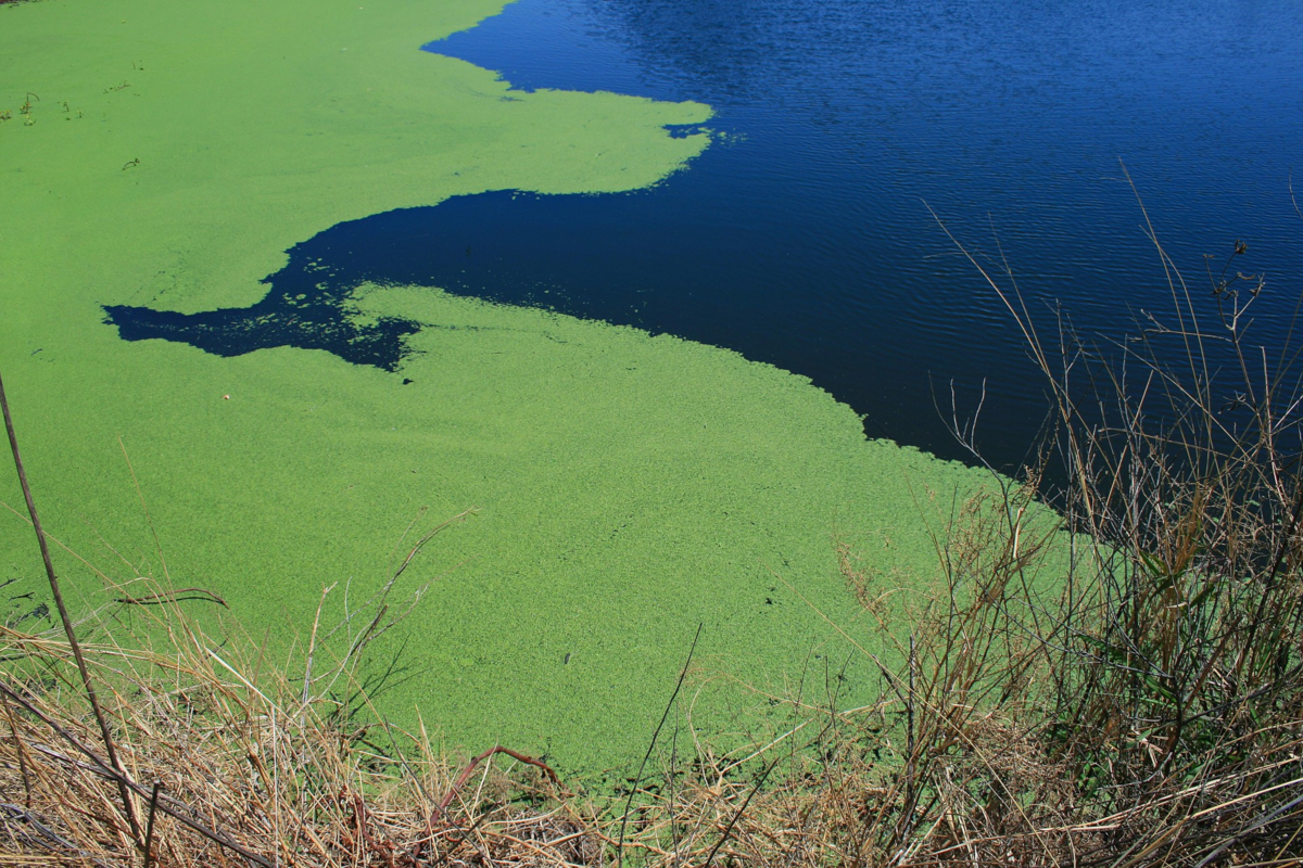 Зеленая вода в озере. Цветение воды цианобактерии. Хламидомонада цветение воды. Цианобактерии эвтрофикация. Цианобактерии в озере.