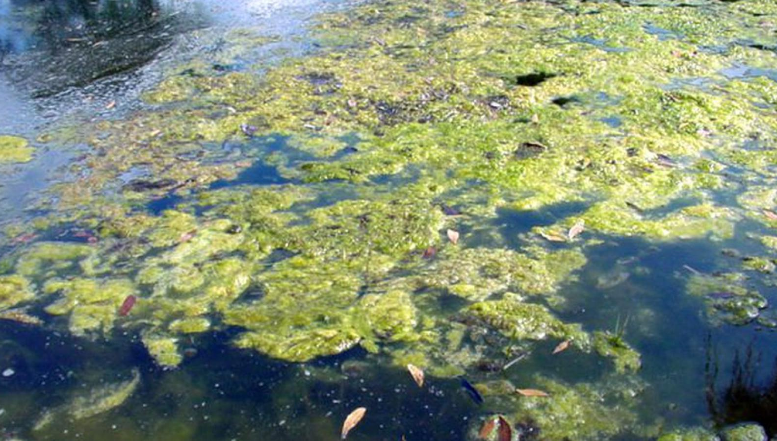 Синезелёные водоросли в Ладожском озере