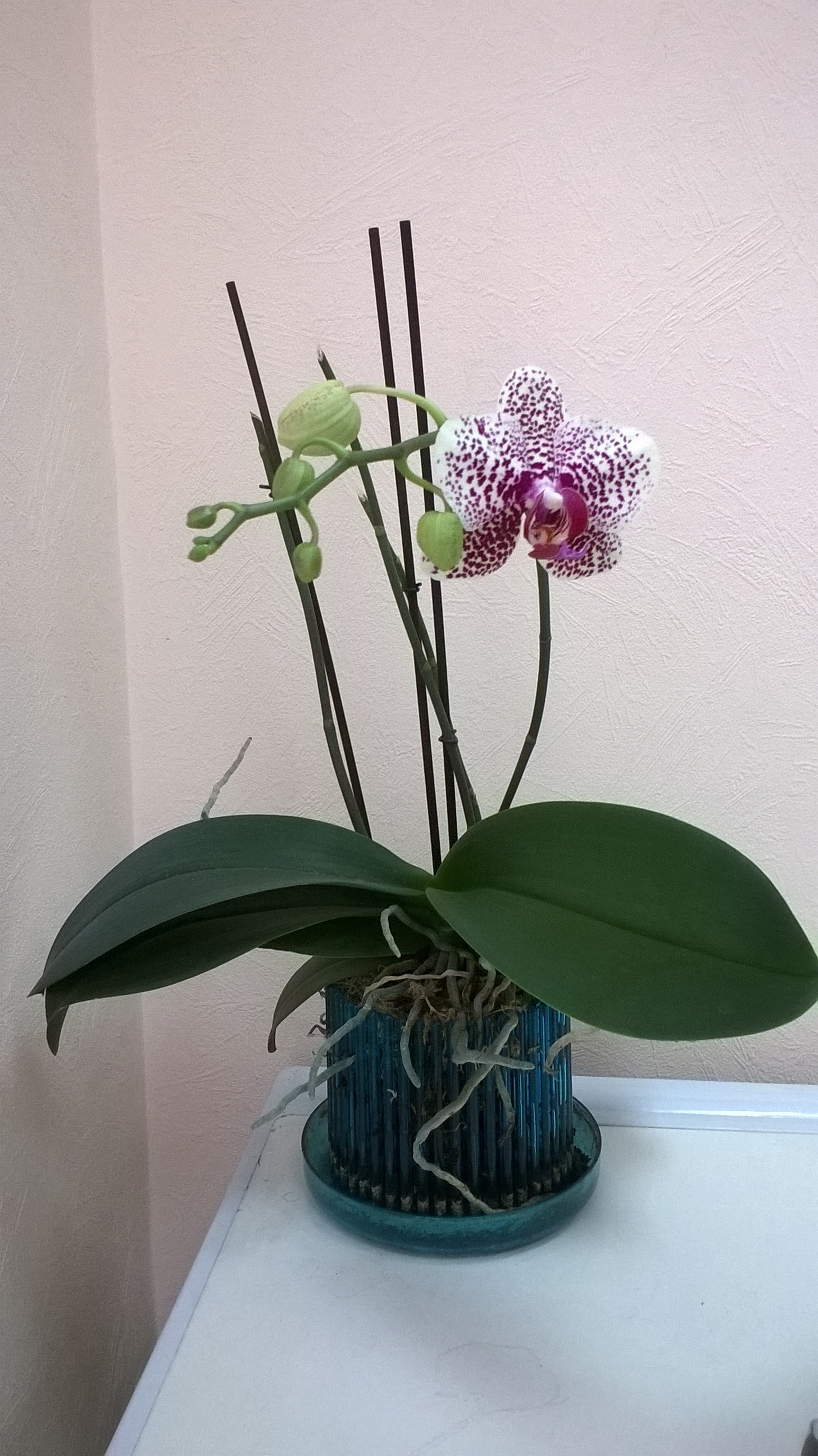 Начала цвести орхидея. Паучки орхидеи Камбрии. Фаленопсис Пьяценза. Орхидея отцвела. Орхидея фаленопсис цветение.
