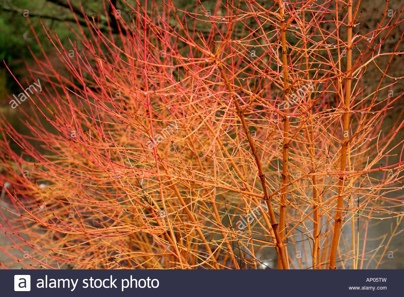 Cornus sanguinea Winter Beauty