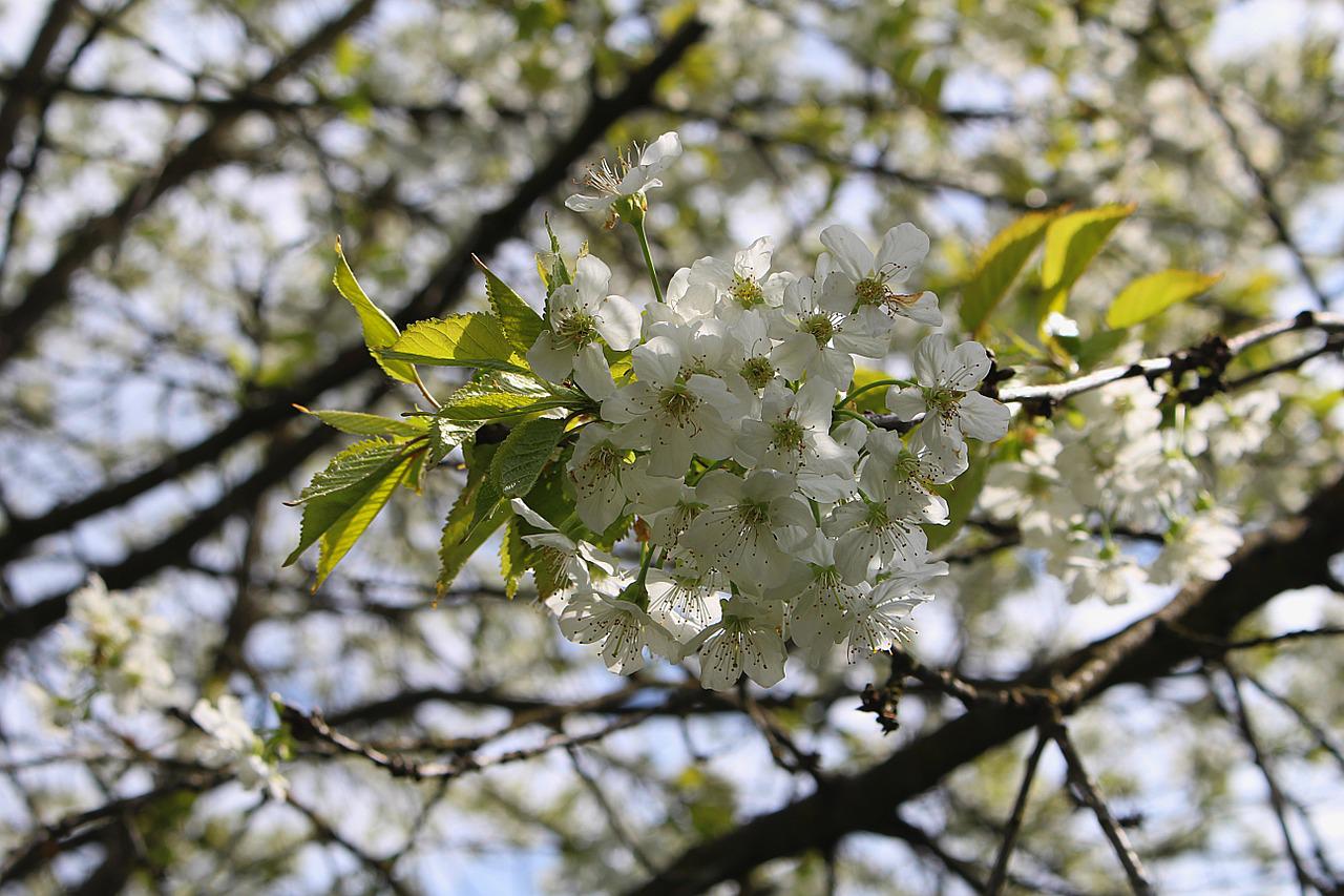 Зацветать отцветать. Ясень цветение. Prunus spinosa вишня. Ясень весной. Цветение ясеня весной фото.