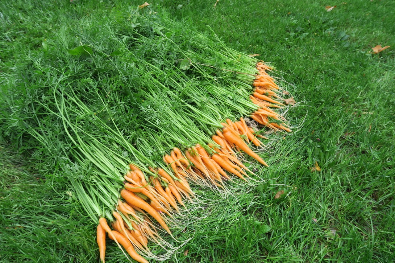 Морковь дикая купить. Морковь. Цветущая морковь. Урожай моркови. Скороспелая морковь.