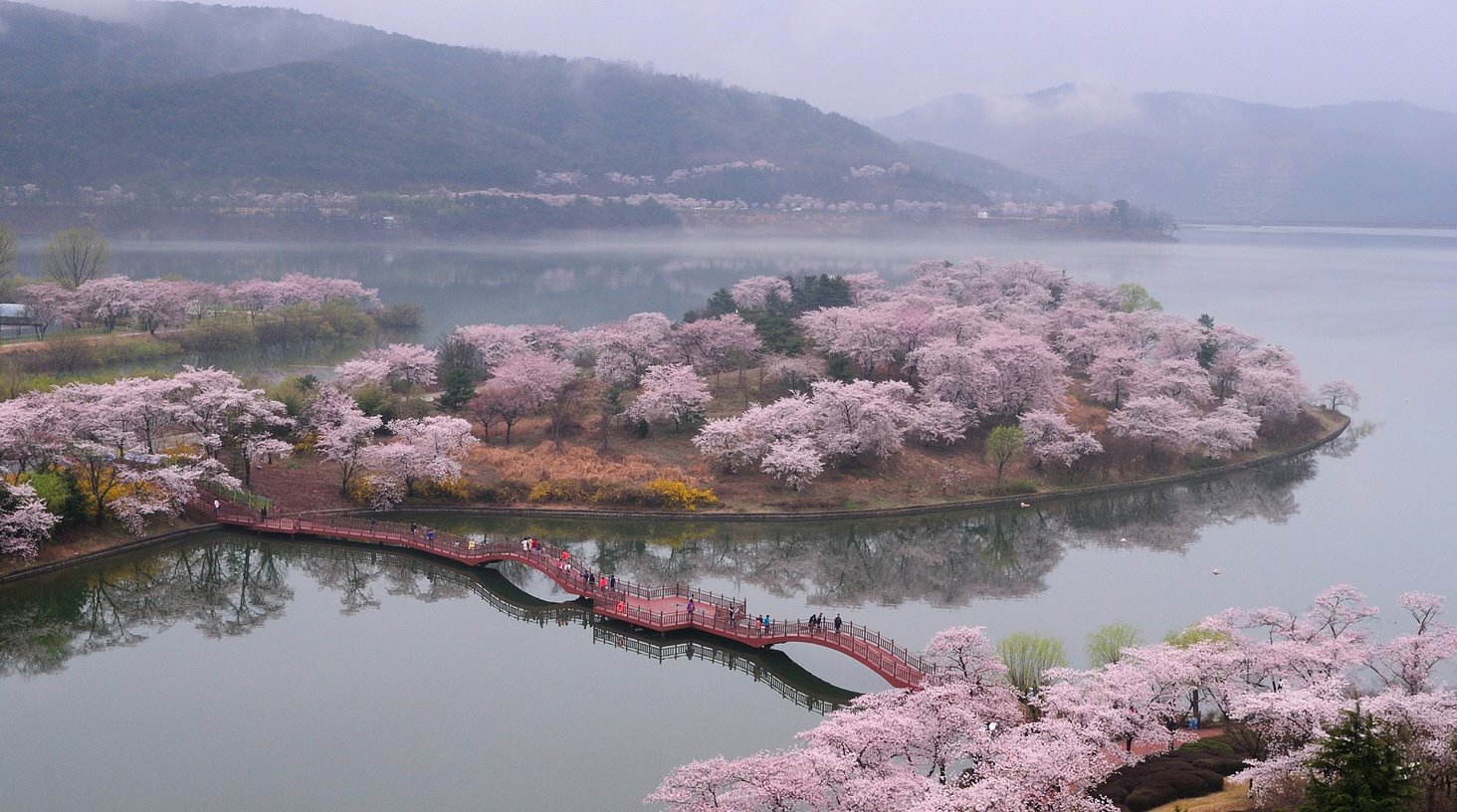 Цветение Сакуры в Южной Корее