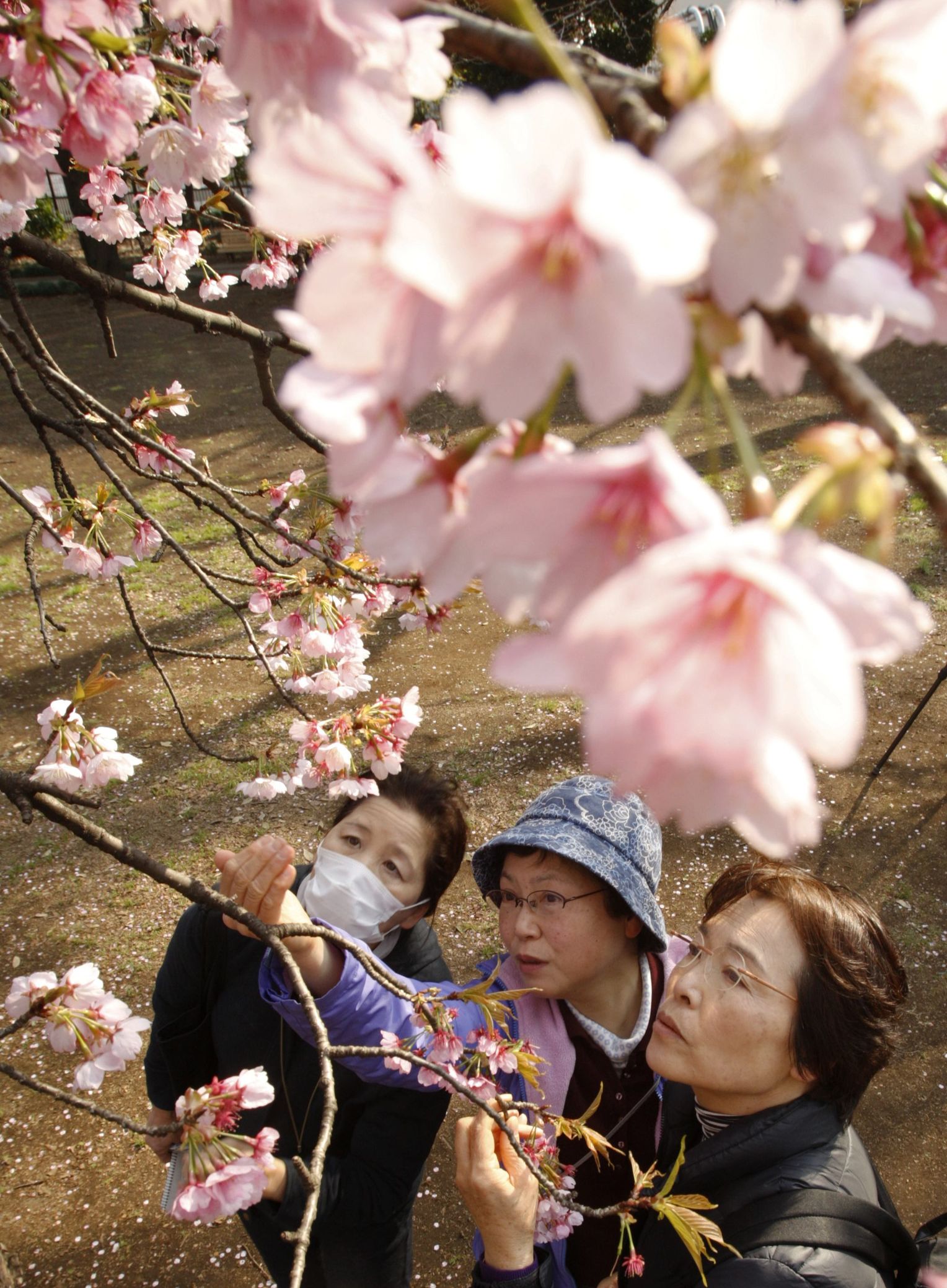 Сакура цветет дней. Фестиваль цветения и любования сакурой – Япония. Праздник цветения Сакуры в Японии. Праздник любования сакурой в Японии. В Японии зацвела Сакура.