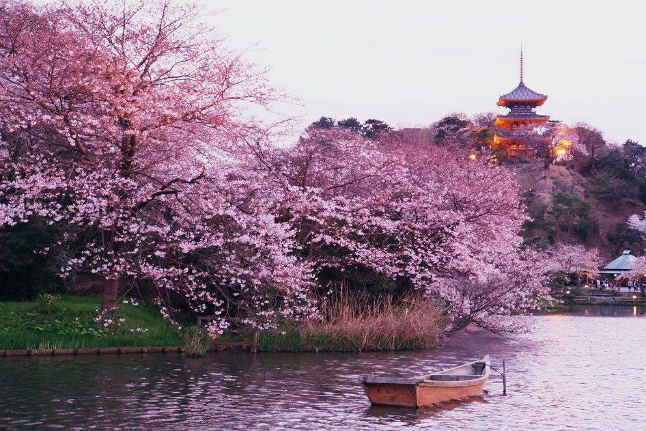 Япония сакура. Киото цветение Сакуры. Ханами в Японии праздник цветения Сакуры. Сакура Ханами Токио. Праздник цветения вишни Сакуры в Японии.