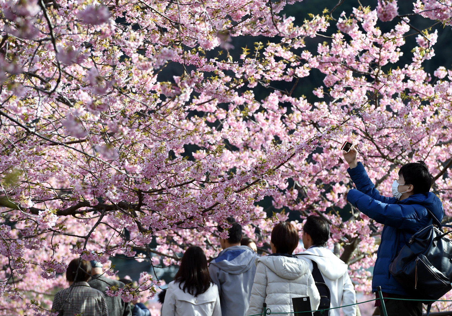япония праздник цветения сакуры