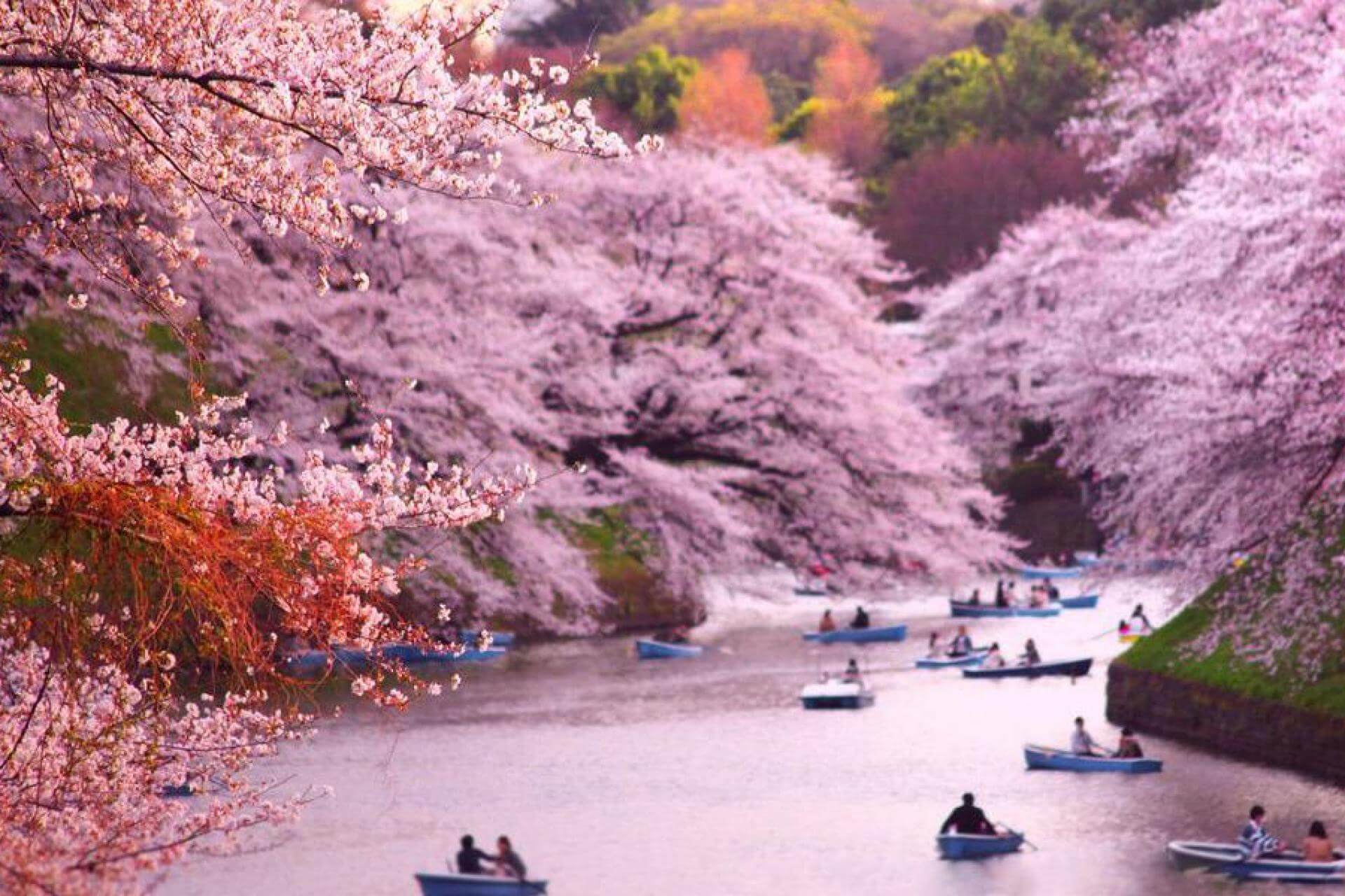 Цветение сакуры в японии красивые