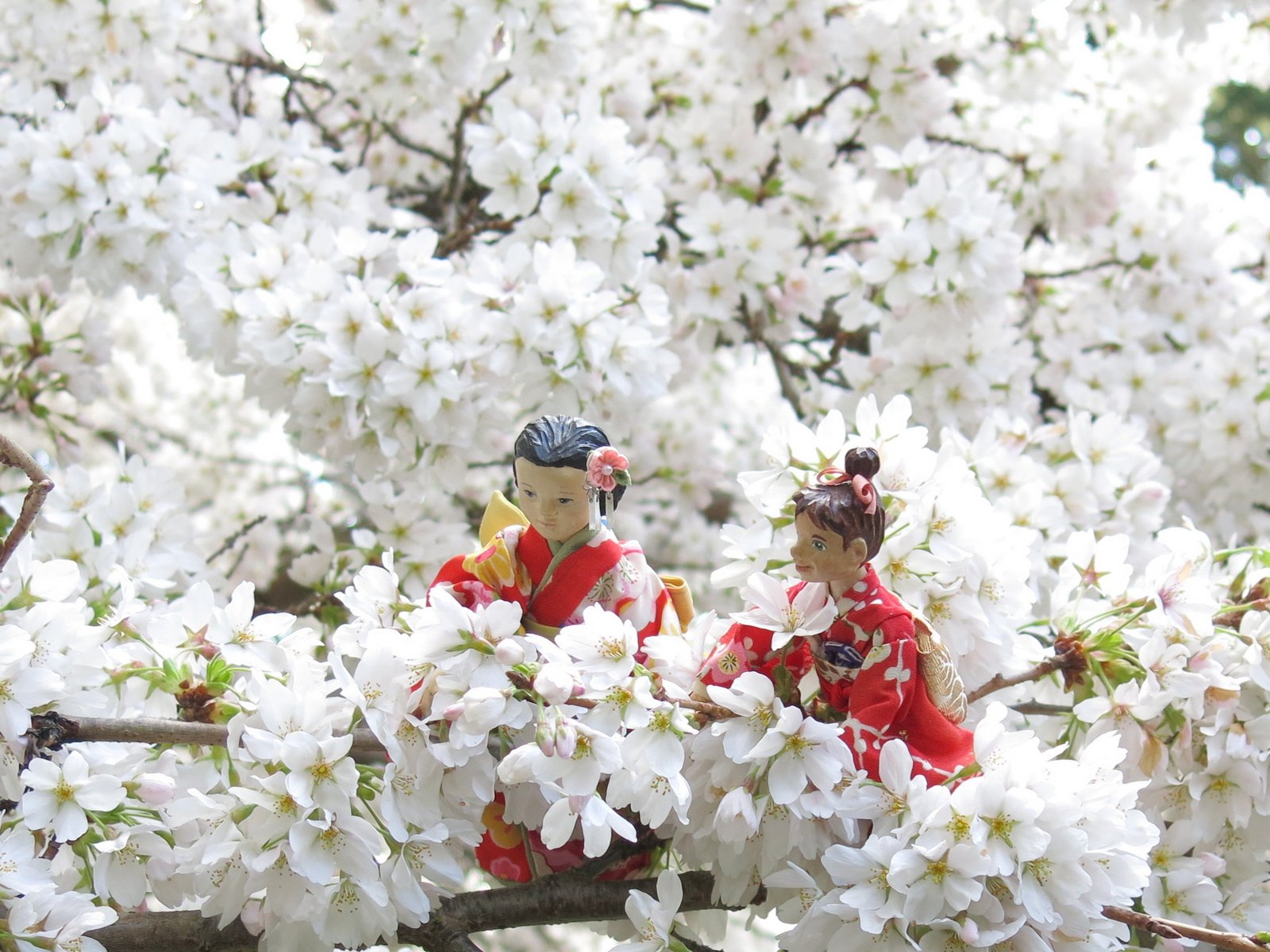 День цветущей сакуры. Праздник цветения вишни Сакуры в Японии. Фестиваль любования сакурой в Японии. Фестиваль цветения Сакуры в Японии. Ханами – любование сакурой в Японии.