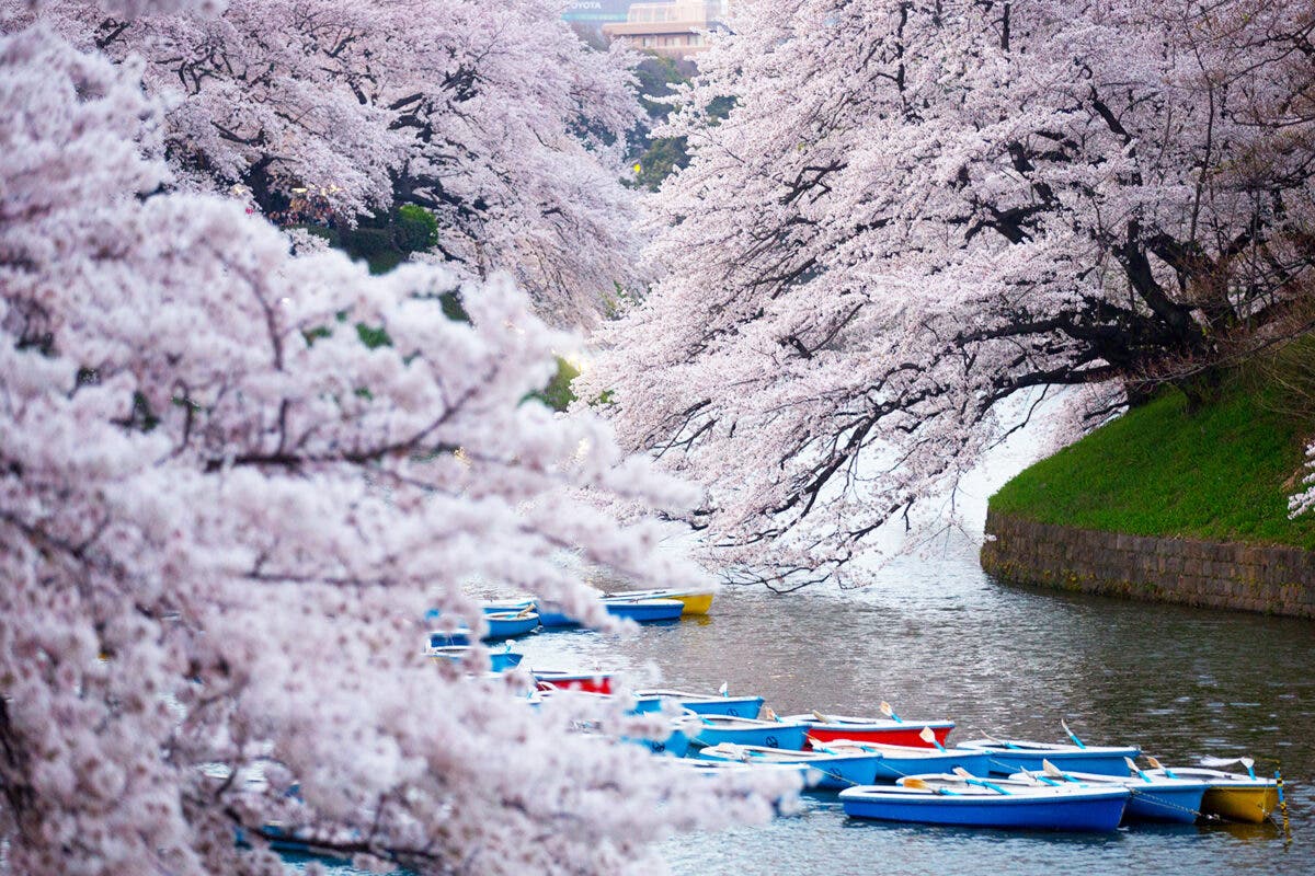 /Япония Сакура цветение Япония