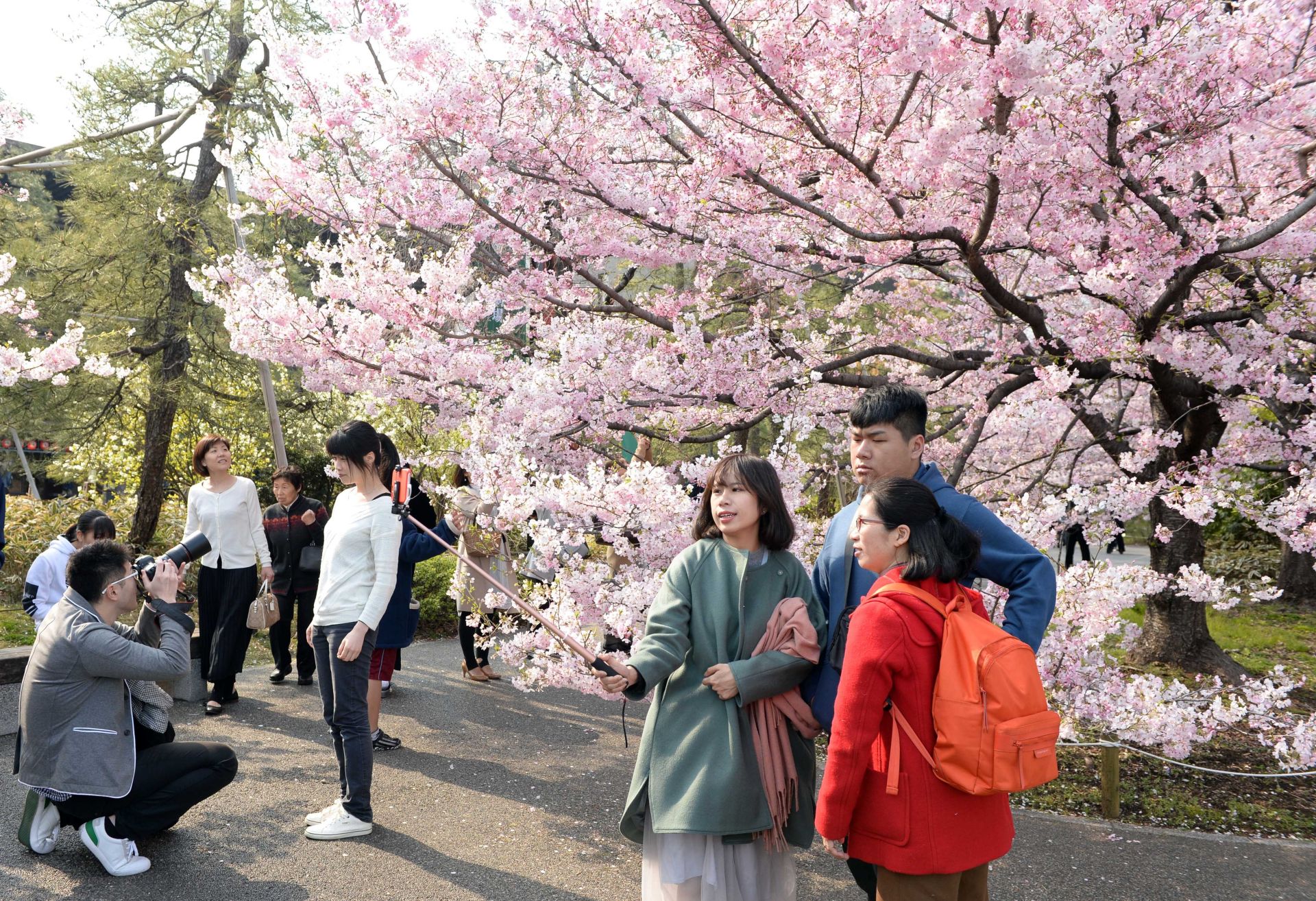 Ханами - фестиваль цветения и любования сакурой