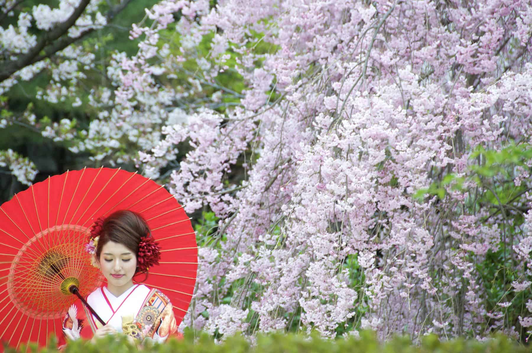 Сакура цветет дней. Фестиваль цветения и любования сакурой – Япония. Ханами – любование сакурой в Японии. Праздник цветения Сакуры в Японии. Традиция Ханами в Японии.