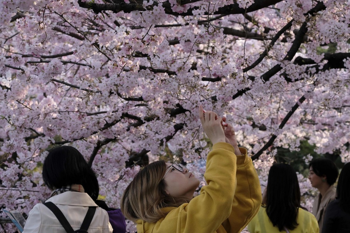 Япония цветение сакуры фото
