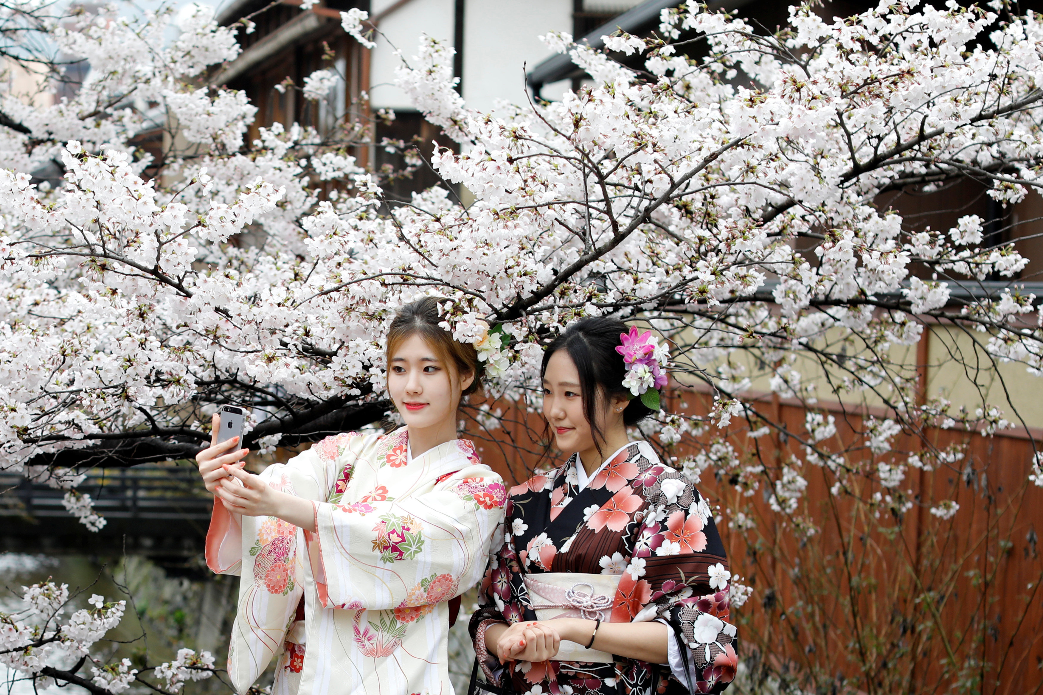 День цветущей сакуры. Черри блоссом в кимоно. Сакура в кимоно. Япония Сакура гейша. Киото Япония цветение Сакуры.