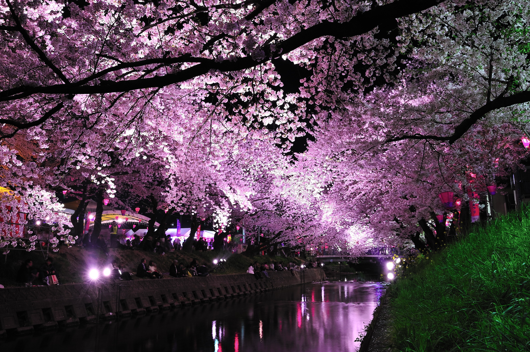 День цветущей сакуры. Сакура Ханами. Ханами в Японии. Ханами – любование сакурой в Японии. Праздник цветения Сакуры в Японии.