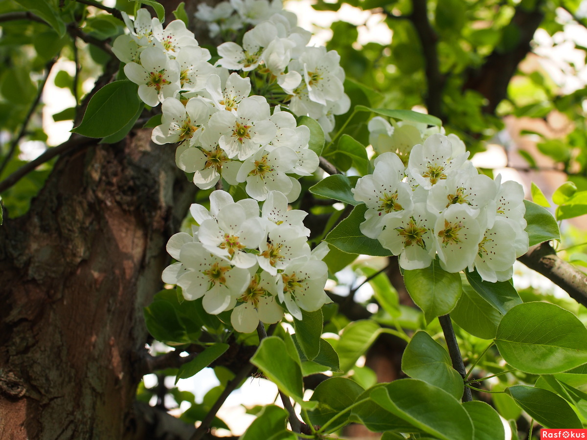 Грушевое дерево цветение