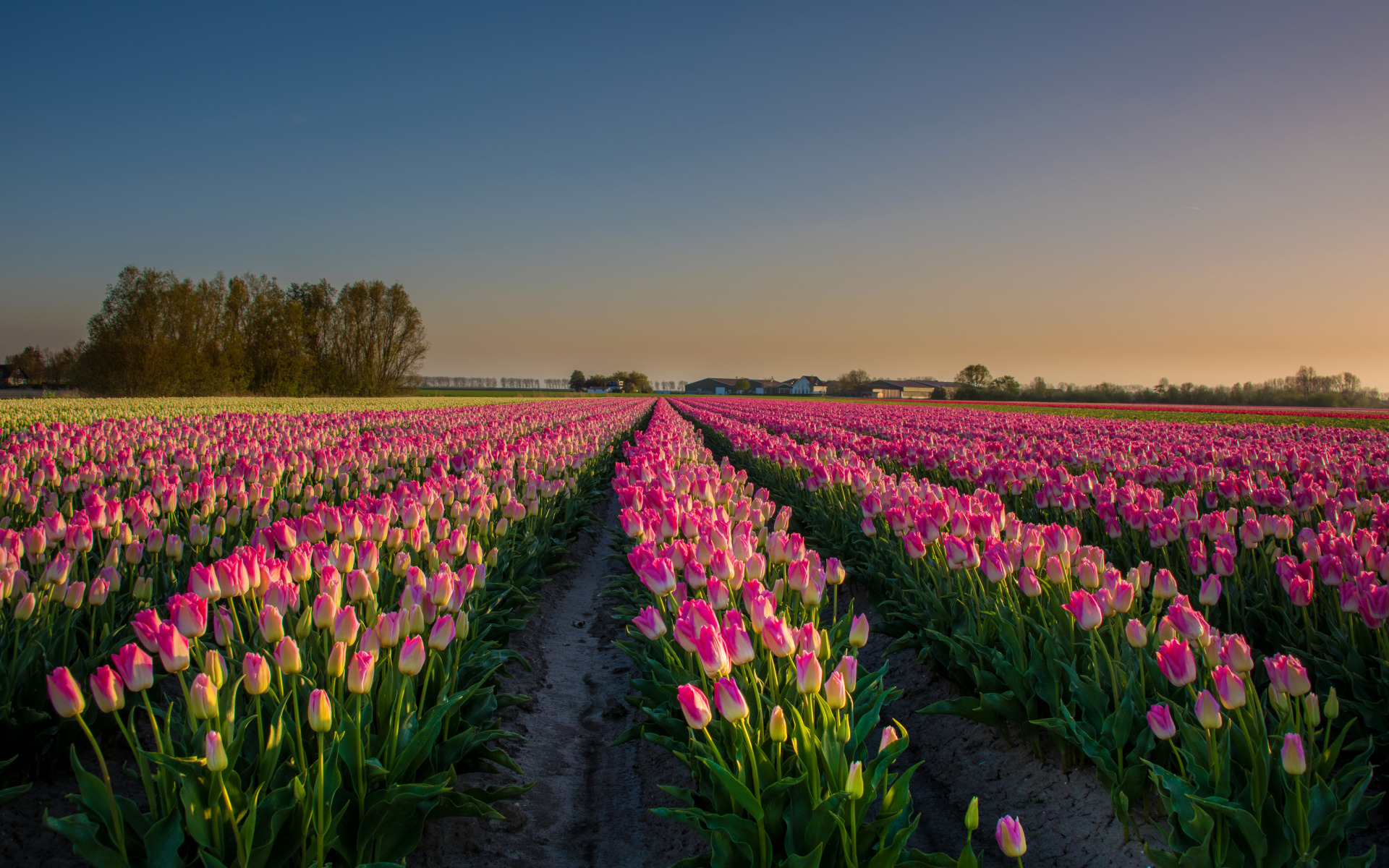 Голландия цветение тюльпанов (62 фото) .