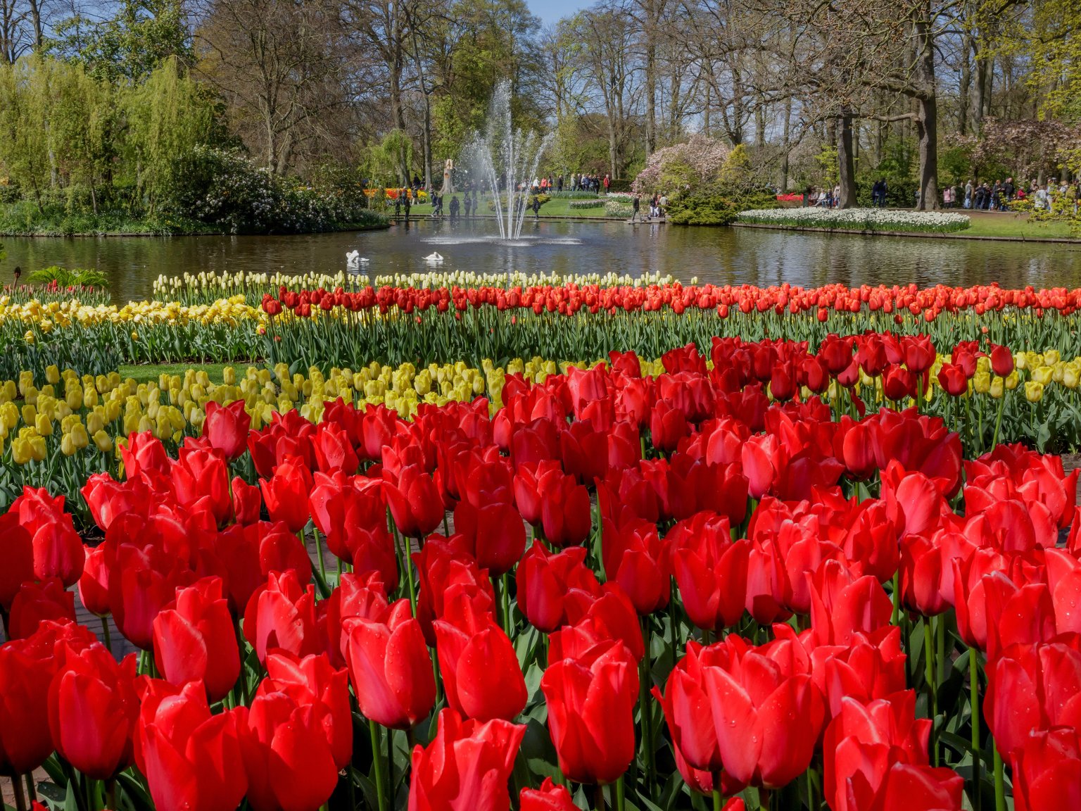 Нидерланды парк цветов Кейкенхоф 2020