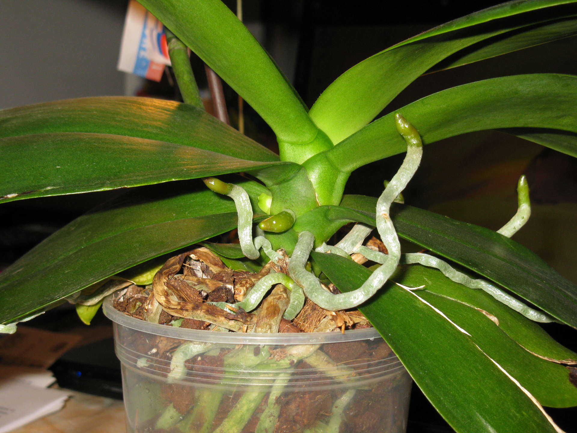 Как подстричь корни орхидей