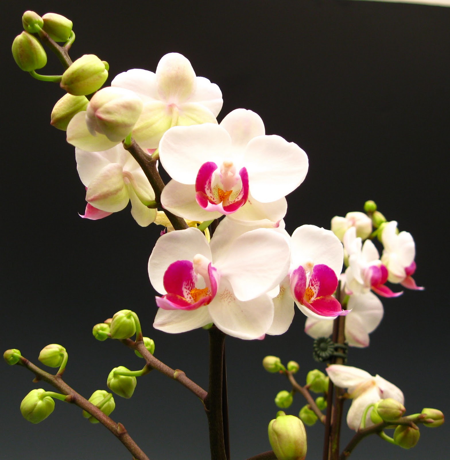 Орхидея Сого Юкидан