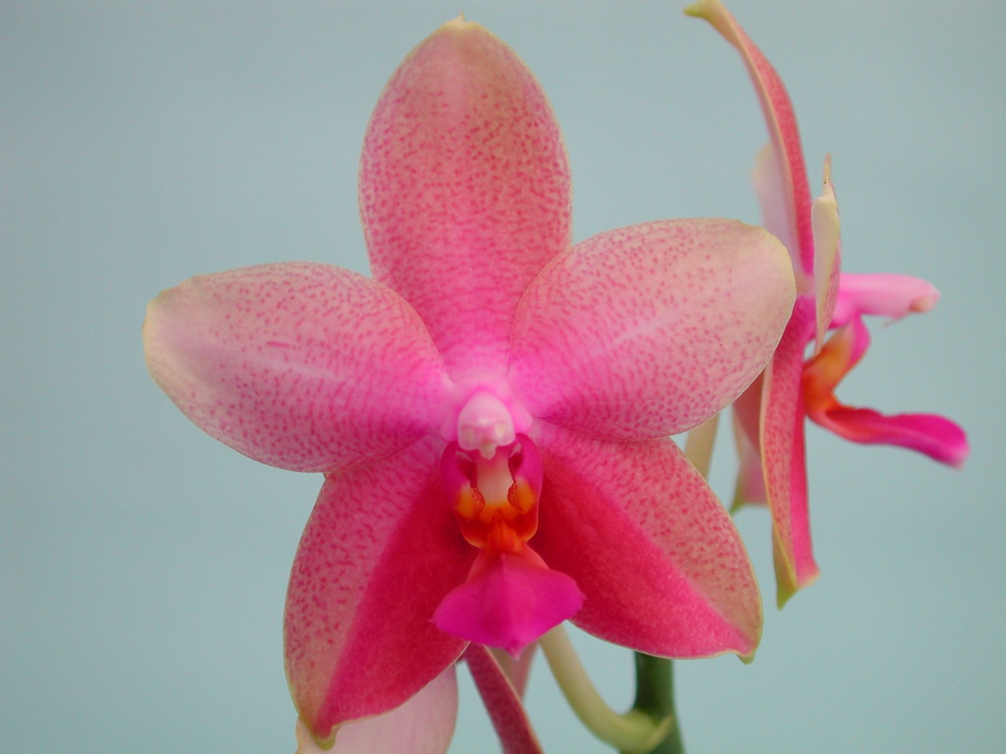 лиодоро орхидея фото