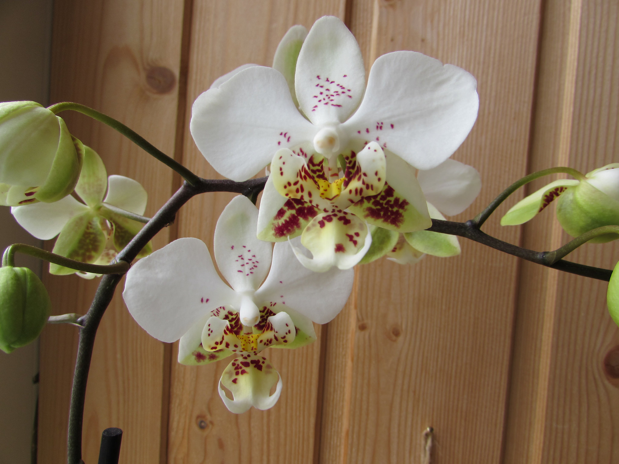 Орхидея Лавренсе