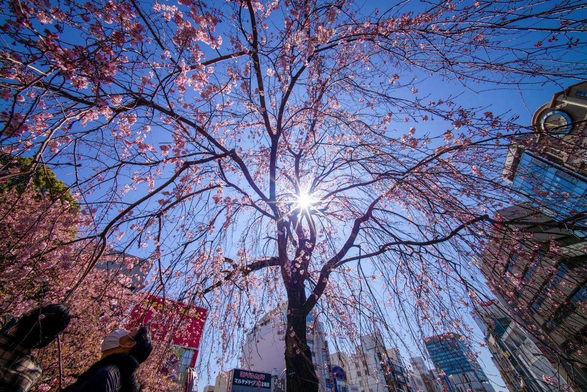 Цветение Сакуры в Японии 2021