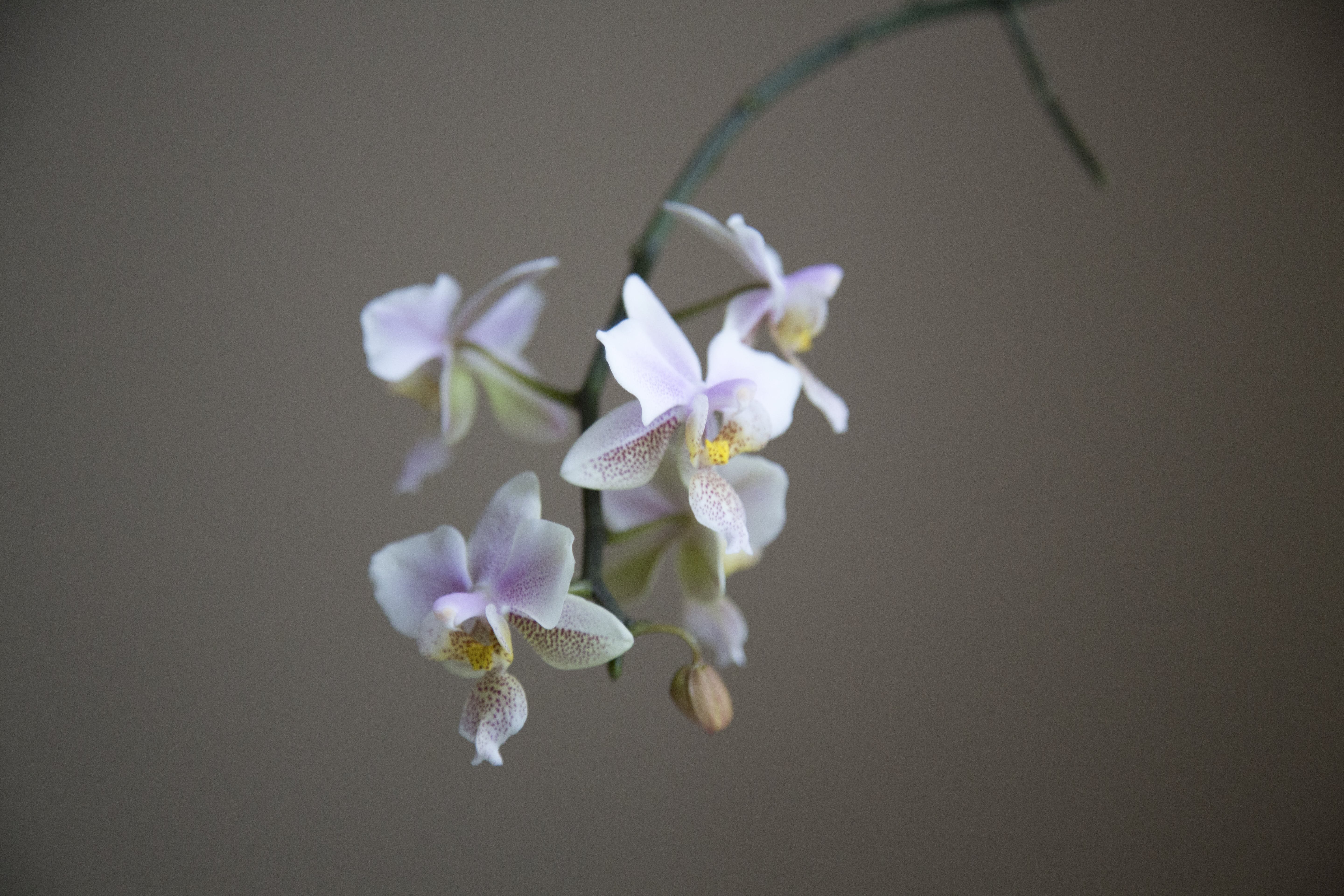 Элегантная Орхидея