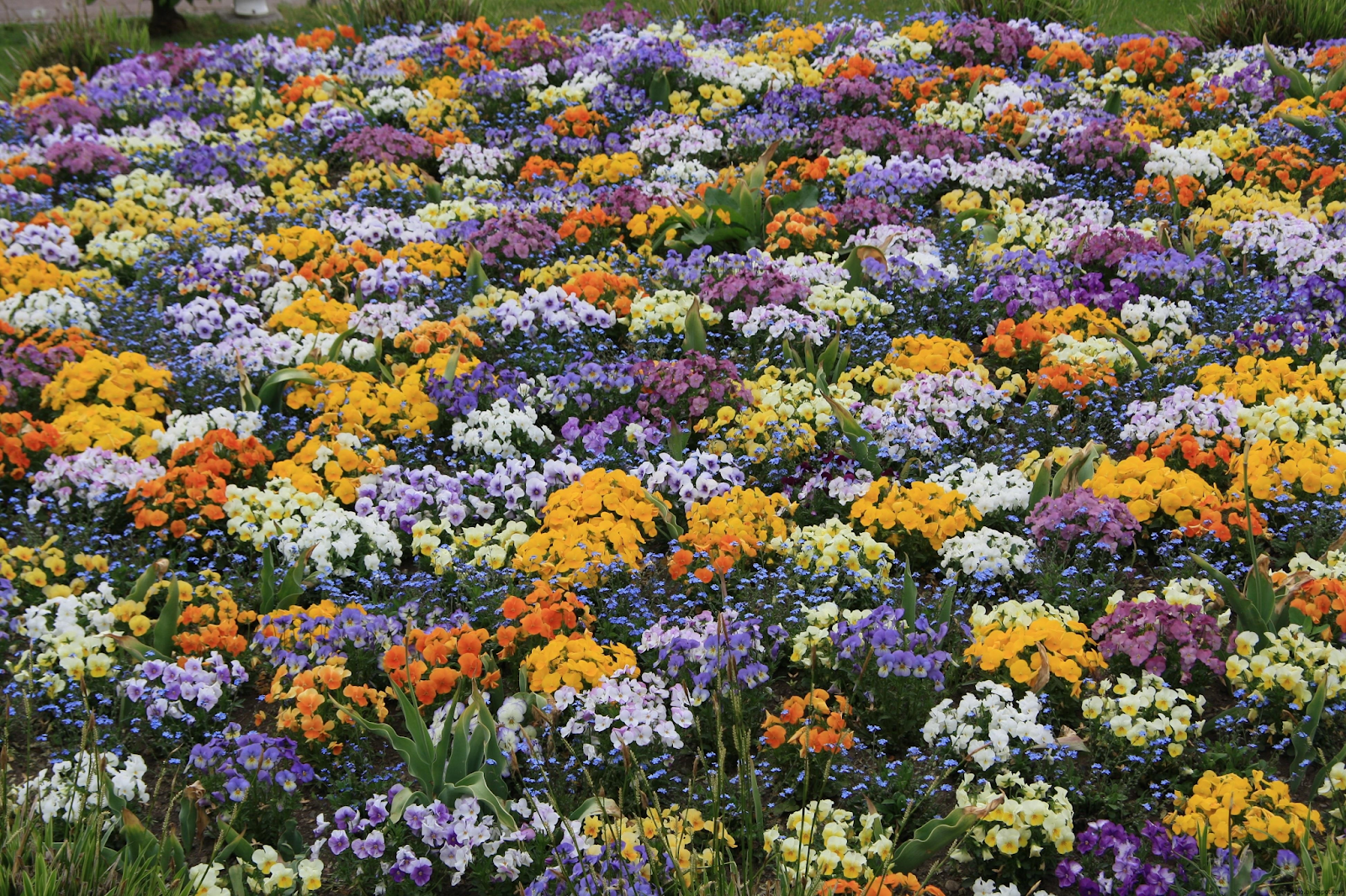 низкорослые цветы для клумб фото