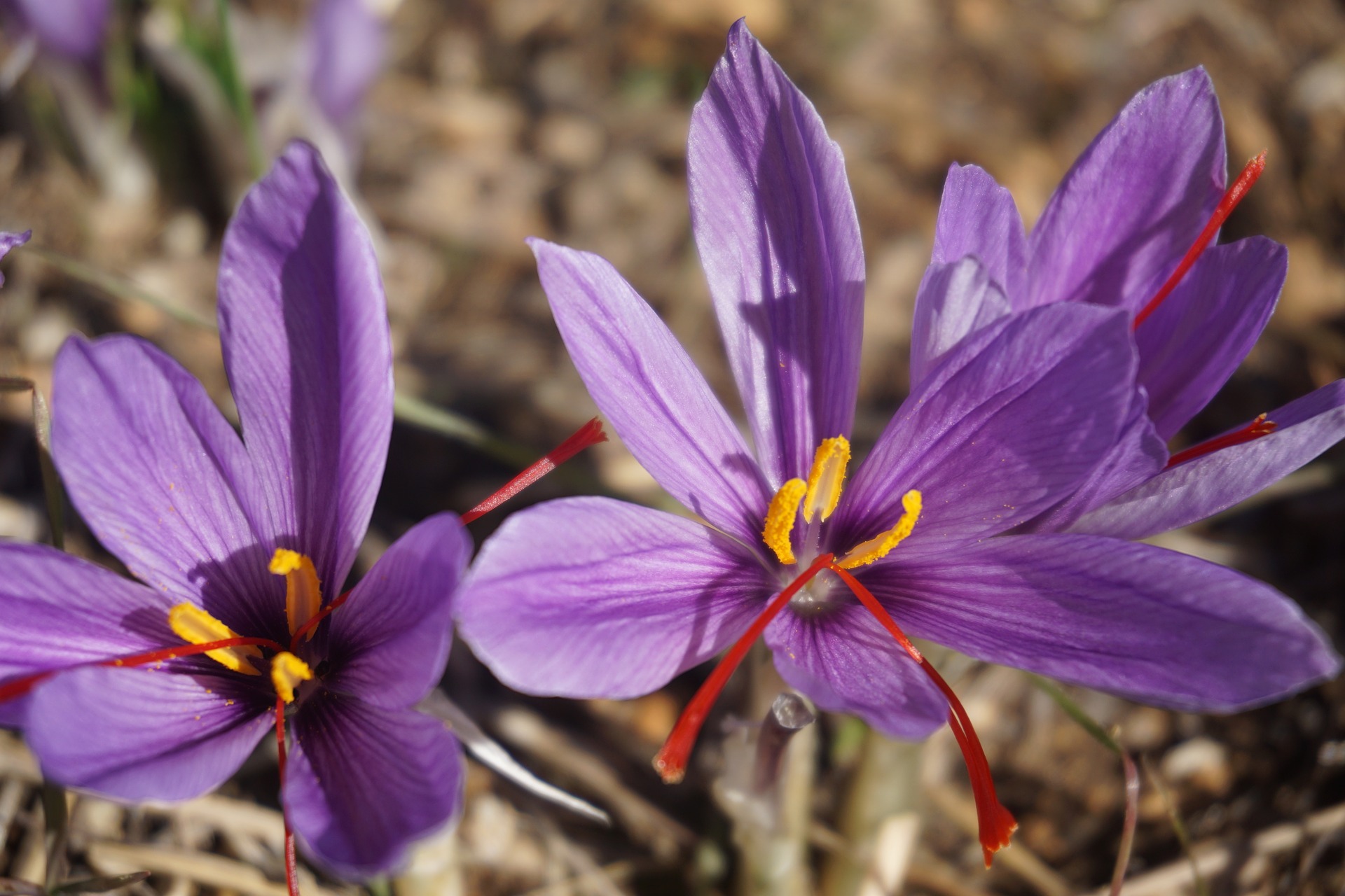 Crocus sativus (Крокус сативус ) Шафран посевной