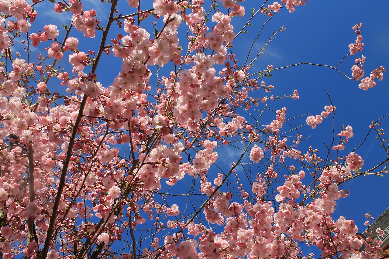 Миндальное дерево фото как цветет