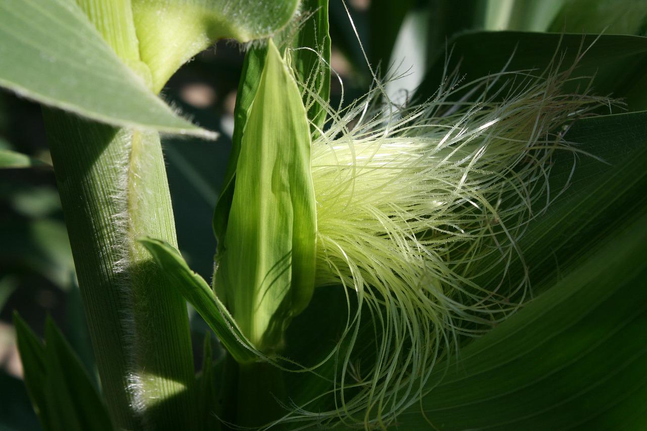 Цветок похожий на кукурузу фото и название